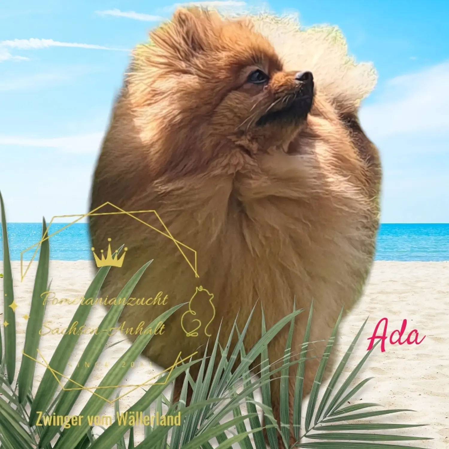 Pomeranianzucht - Hunderasse - Ada