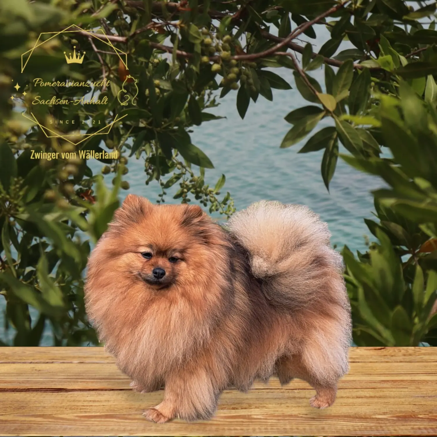 Pomeranianzucht - Hunderasse - Ada