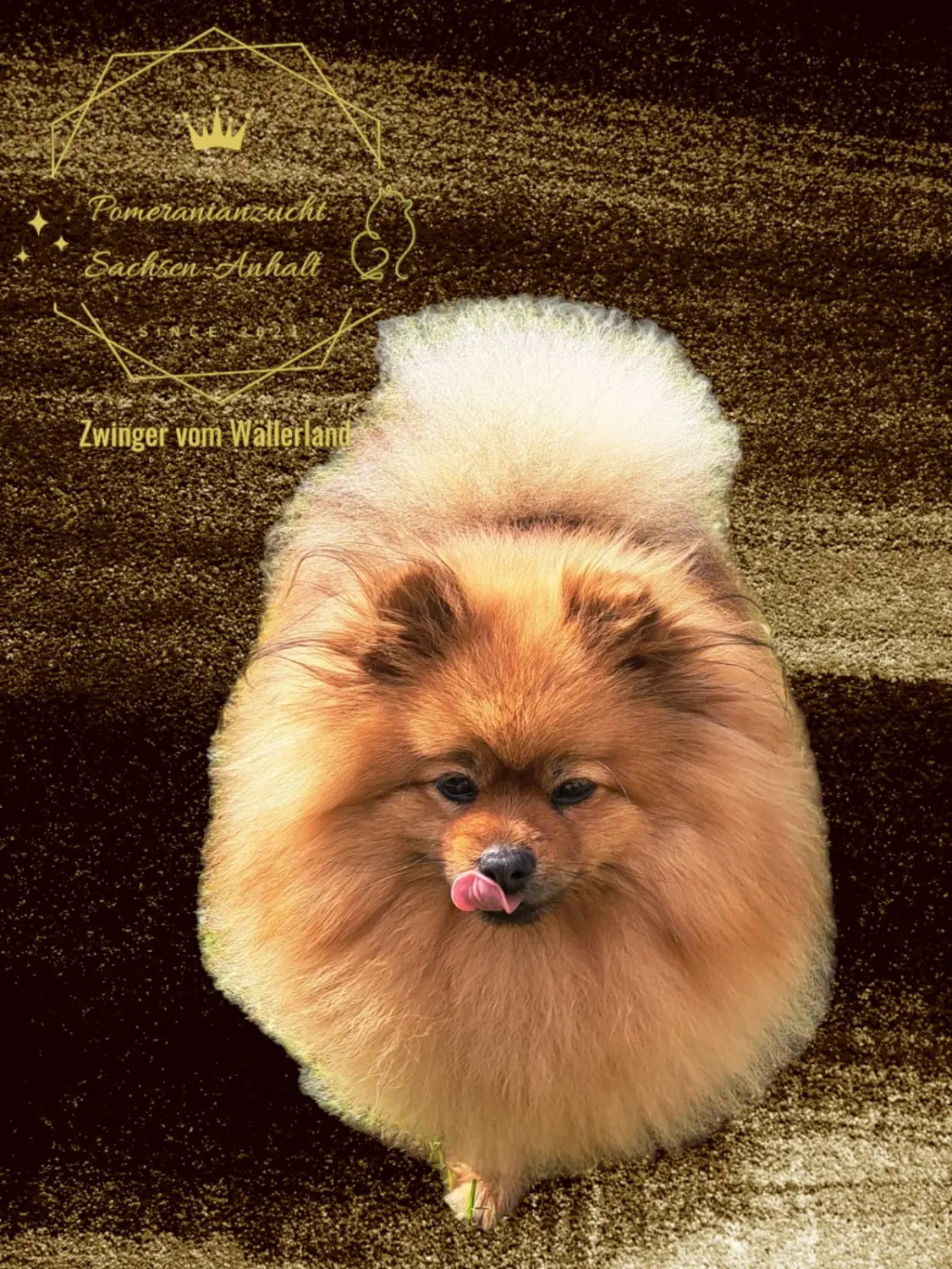 Pomeranianzucht - Hunderasse - Ada