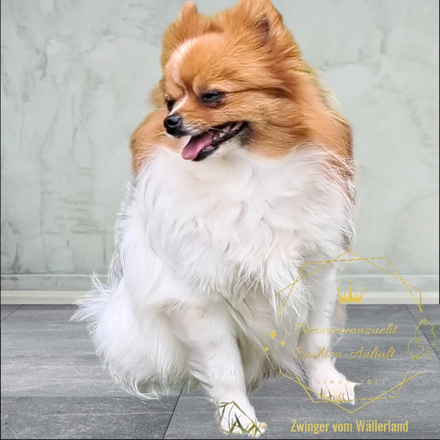 Pomeranianzucht - Hunderasse - Hündin Fantaziya 