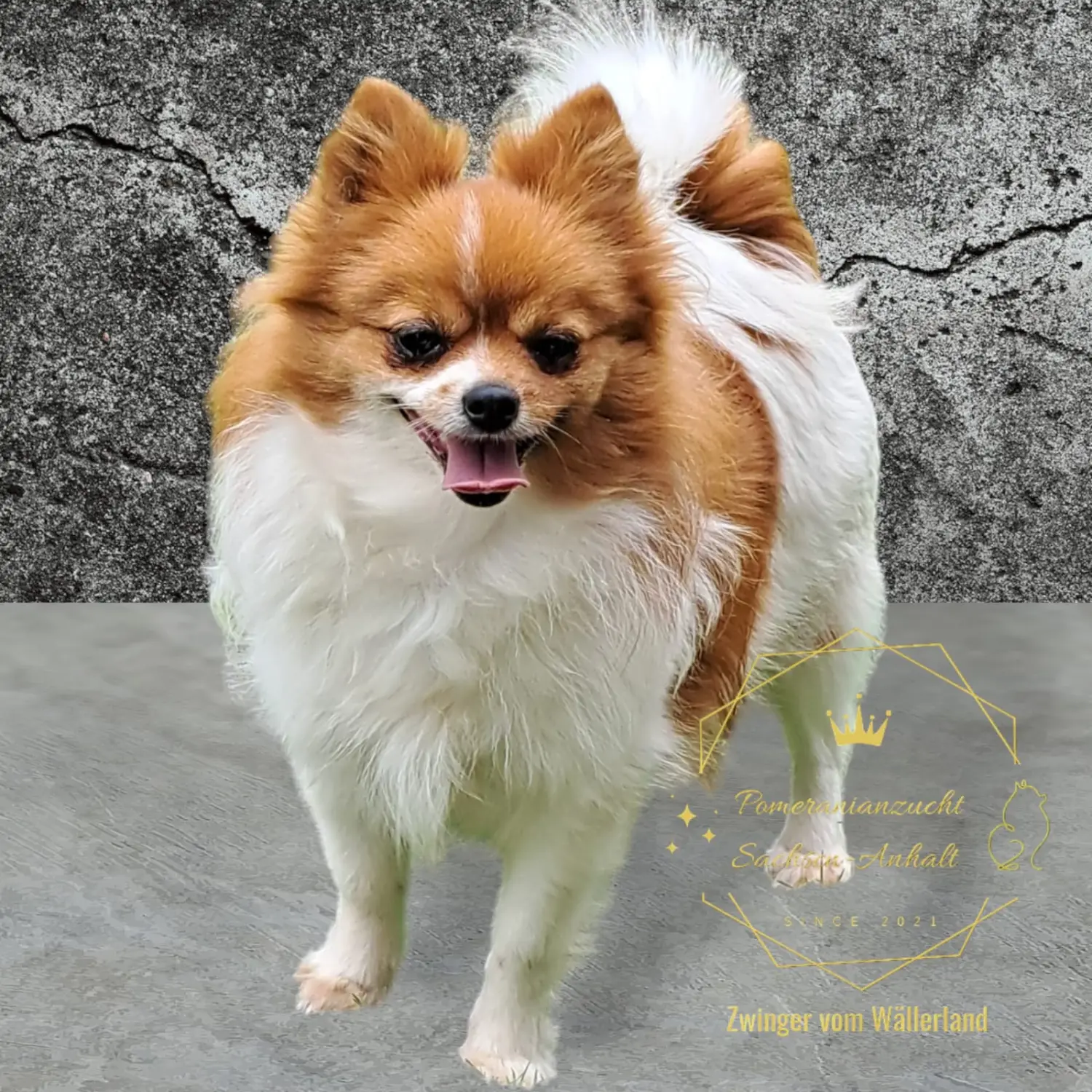 Pomeranianzucht - Hunderasse - Hündin Fantaziya 