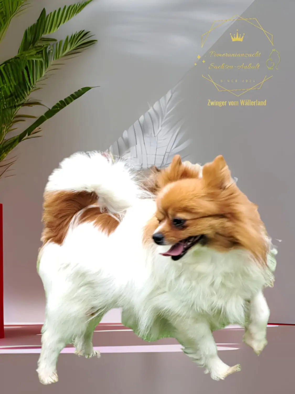 Pomeranianzucht - Hunderasse - Hündin Fantaziya 