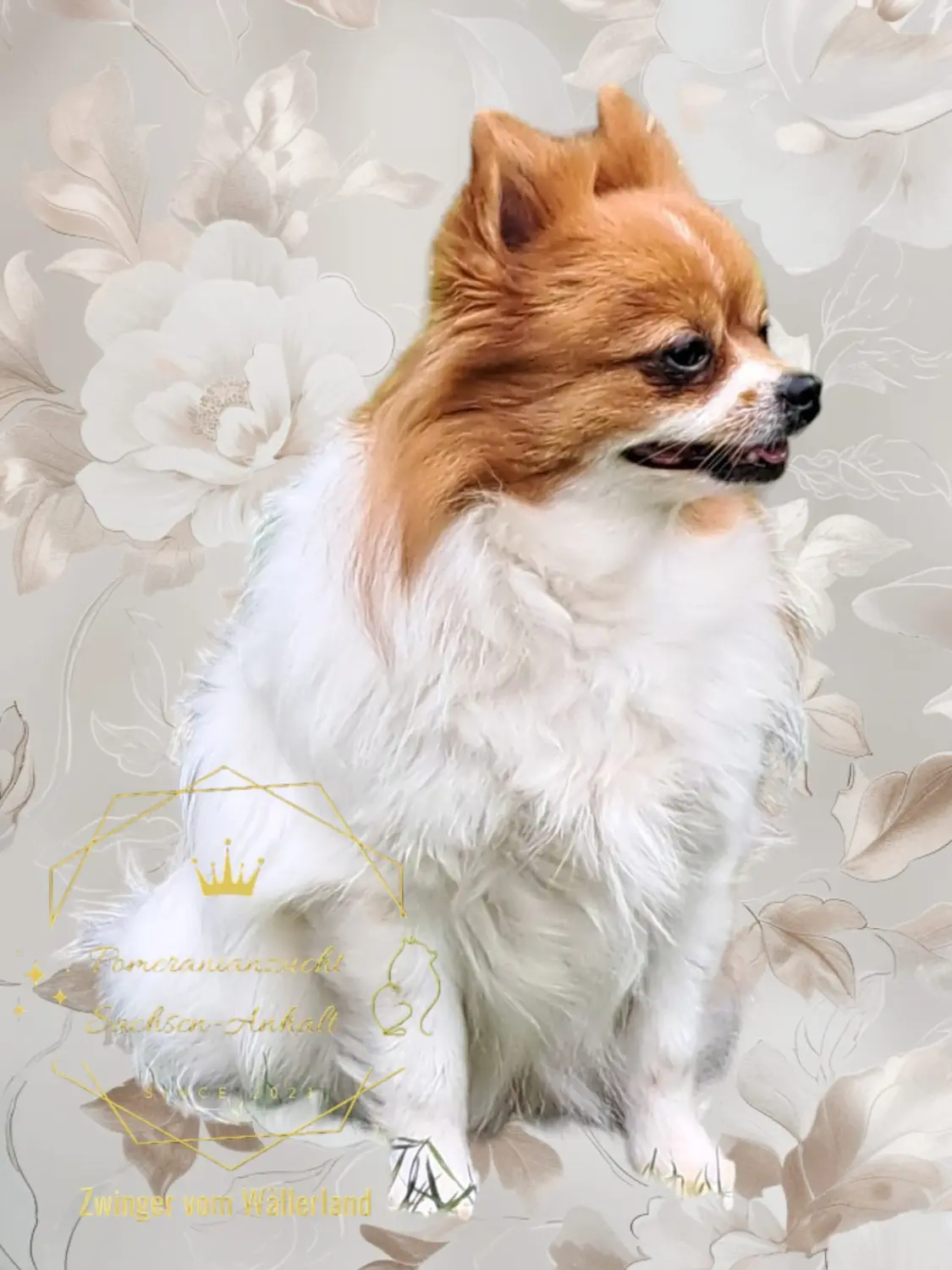 Pomeranianzucht - Hunderasse - Hündin Fantaziya 