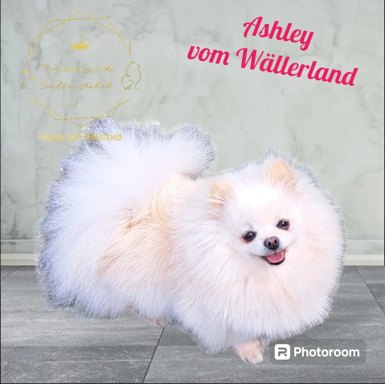 Pomeranianzucht - Hunderasse - Hündin Ashley 