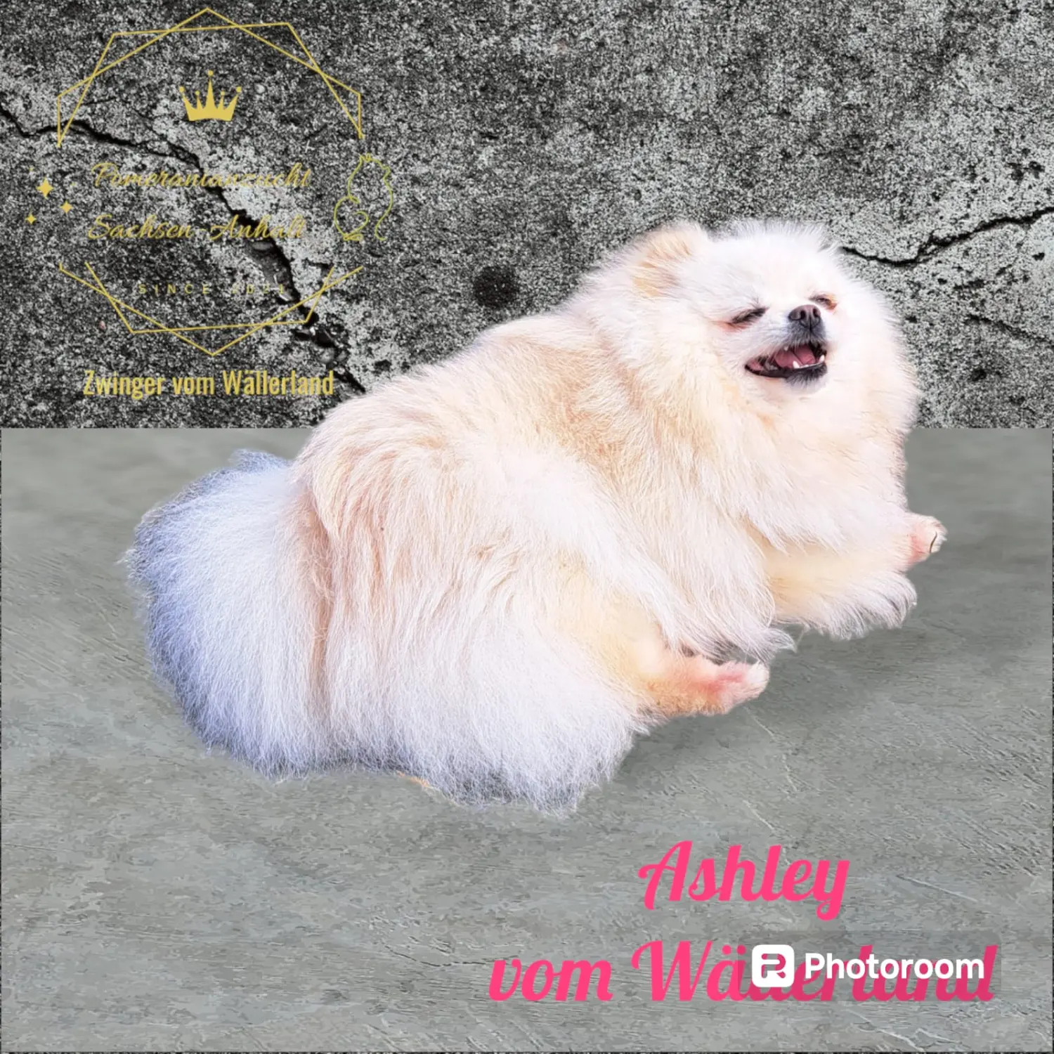 Pomeranianzucht - Hunderasse - Hündin Ashley 