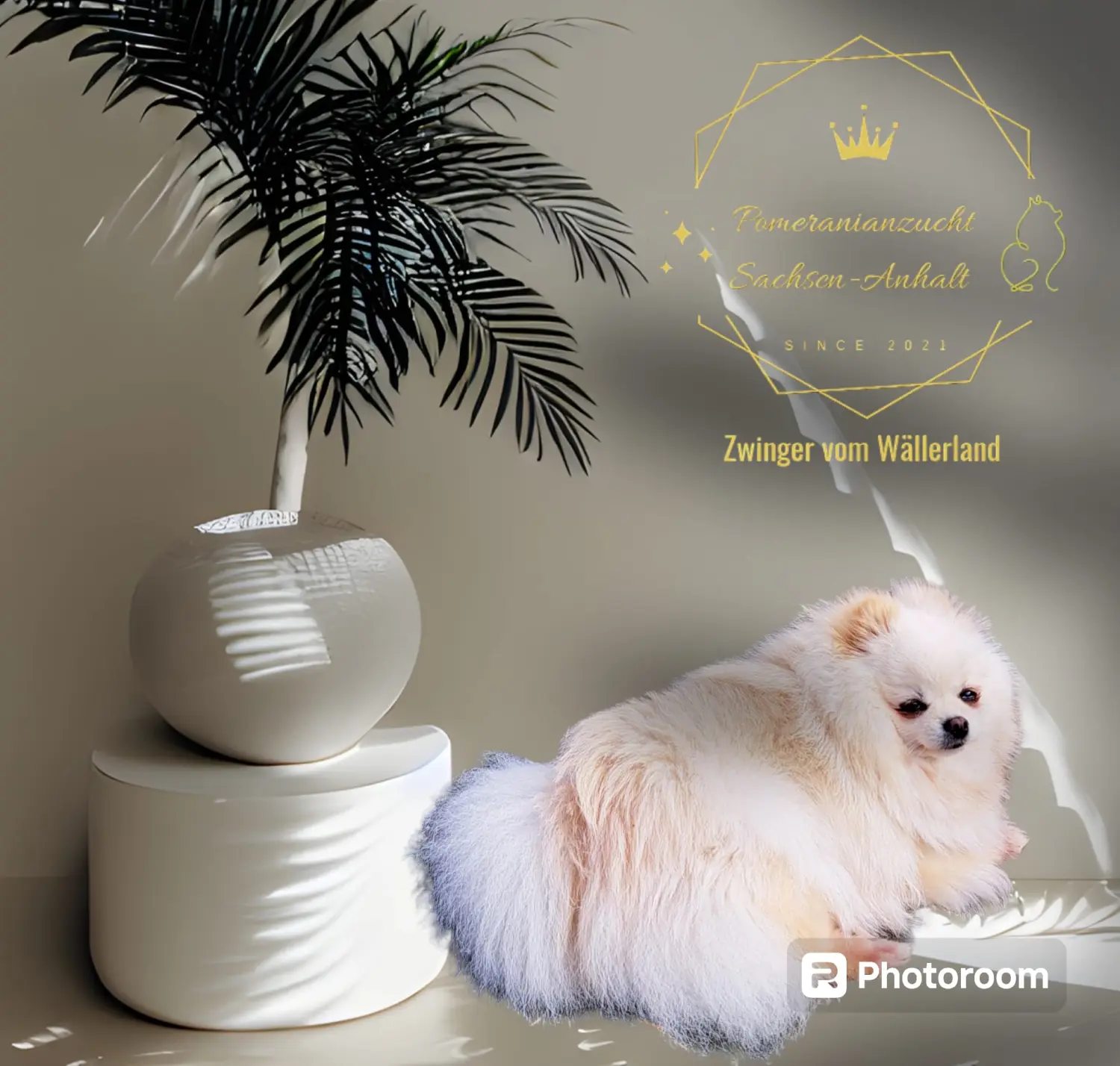 Pomeranianzucht - Hunderasse - Hündin Ashley 