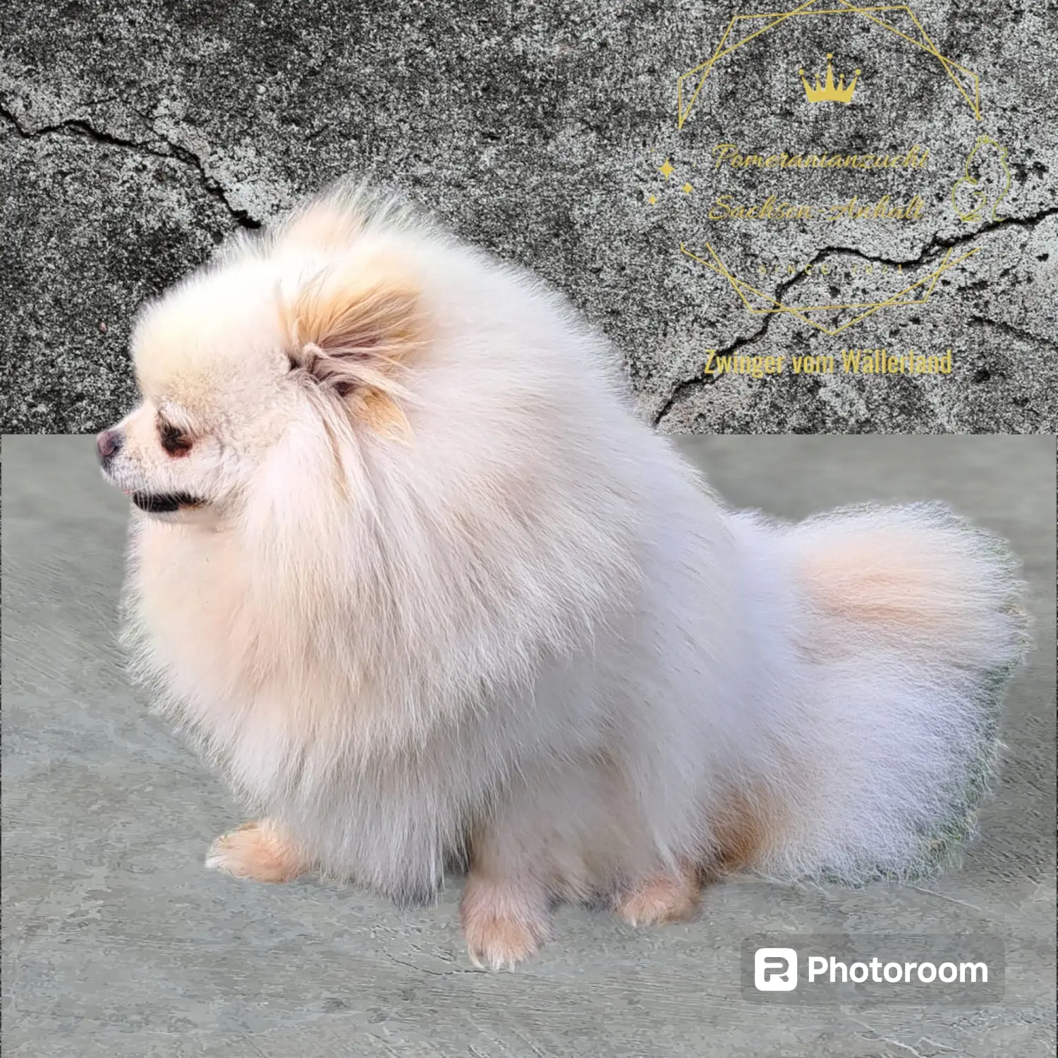 Pomeranianzucht - Hunderasse - Hündin Ashley 