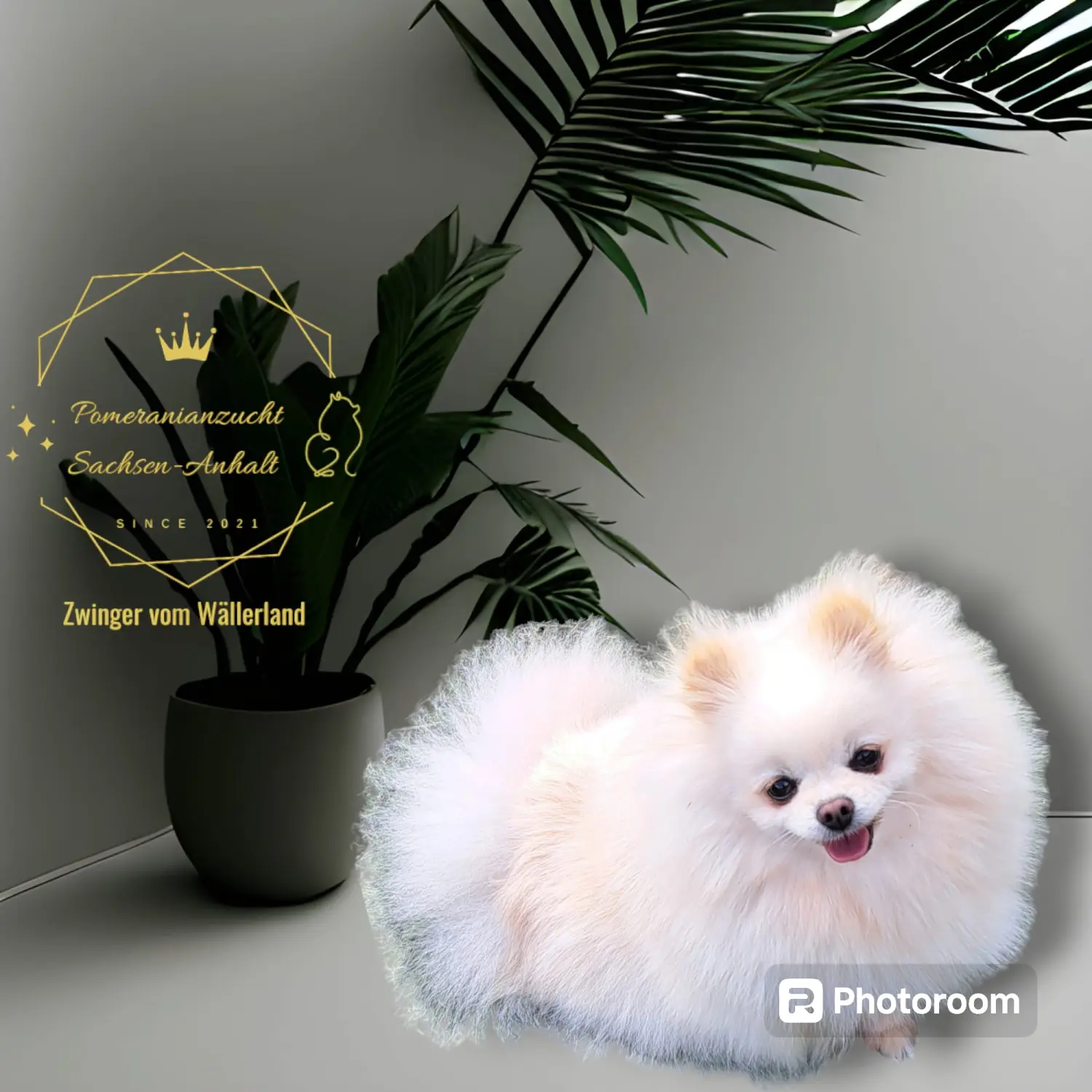 Pomeranianzucht - Hunderasse - Hündin Ashley 