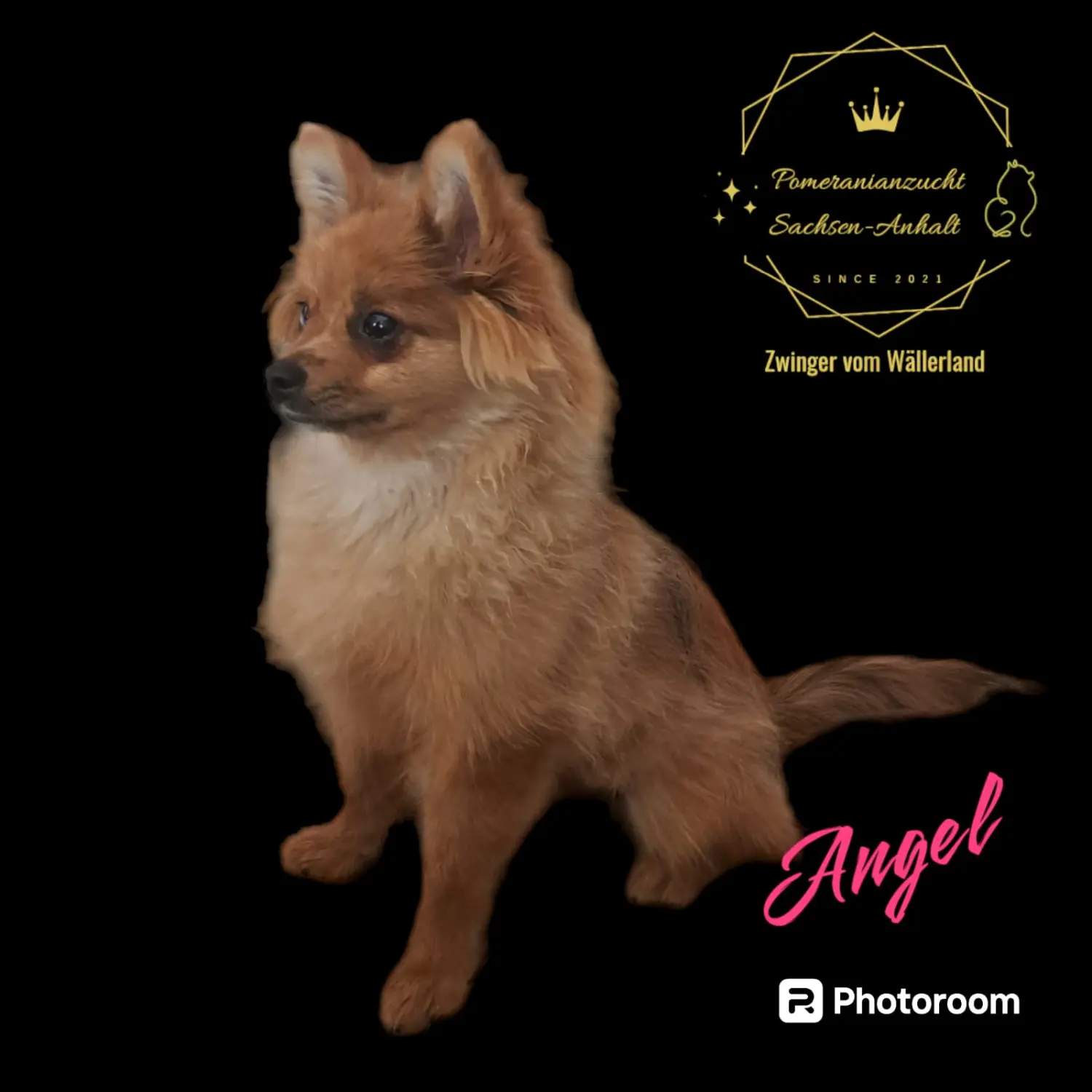 Pomeranianzucht - Hunderasse 
