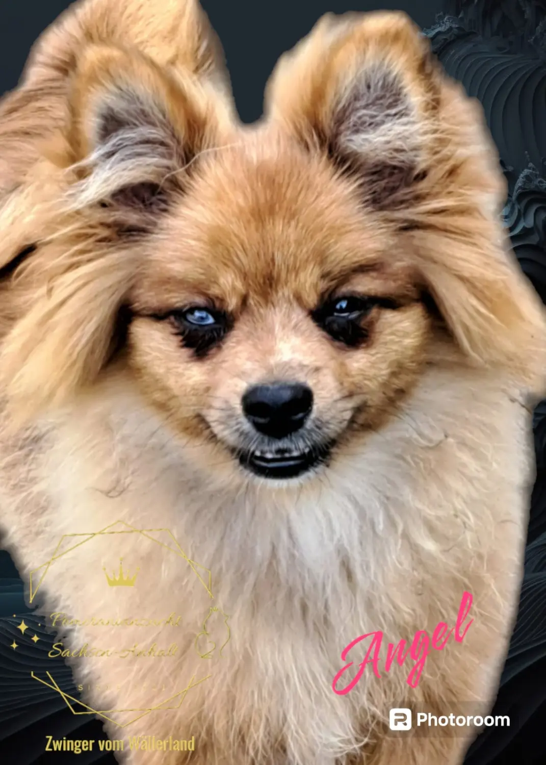 Pomeranianzucht - Hunderasse 