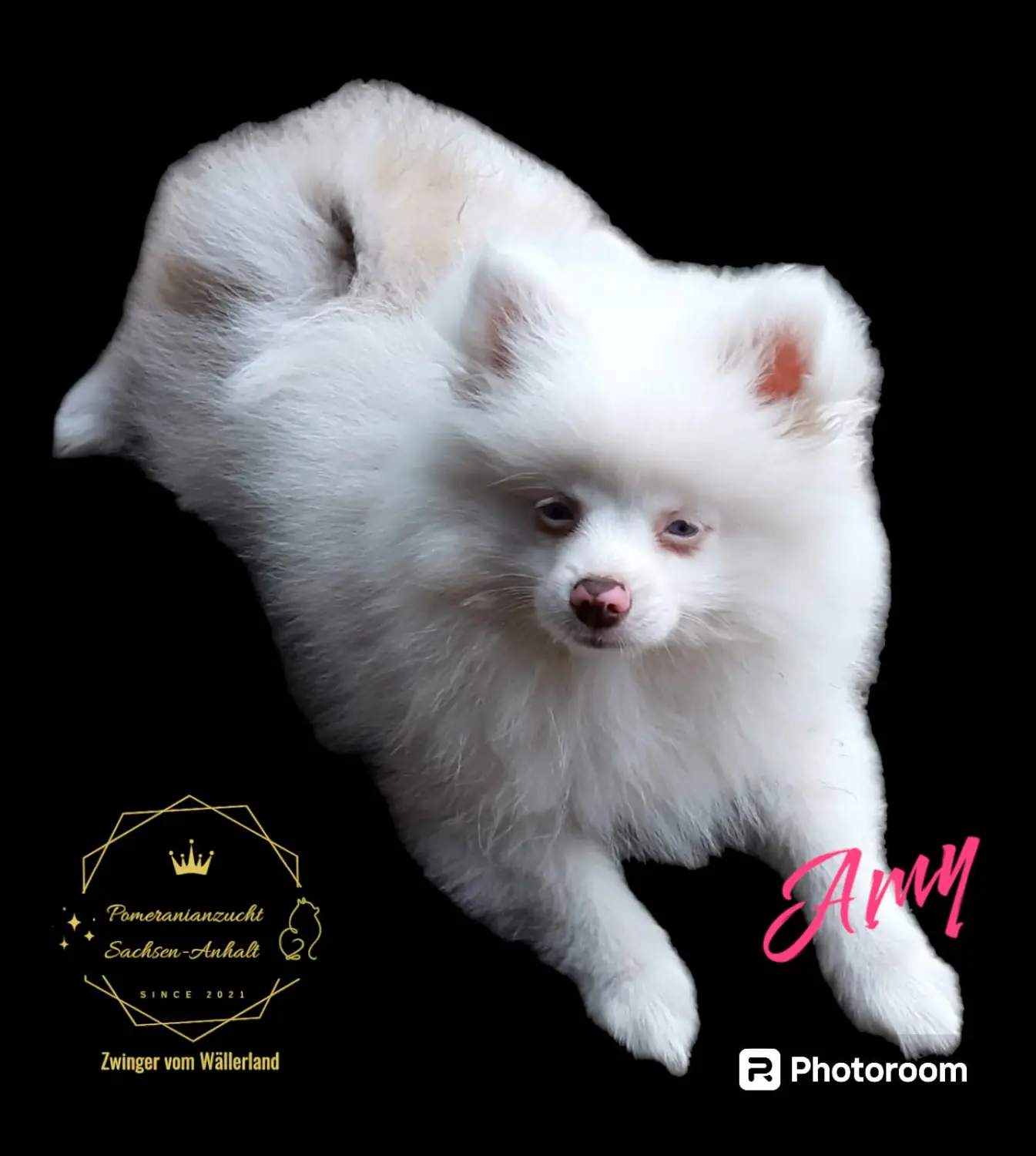 Pomeranianzucht - Hunderasse - Amy