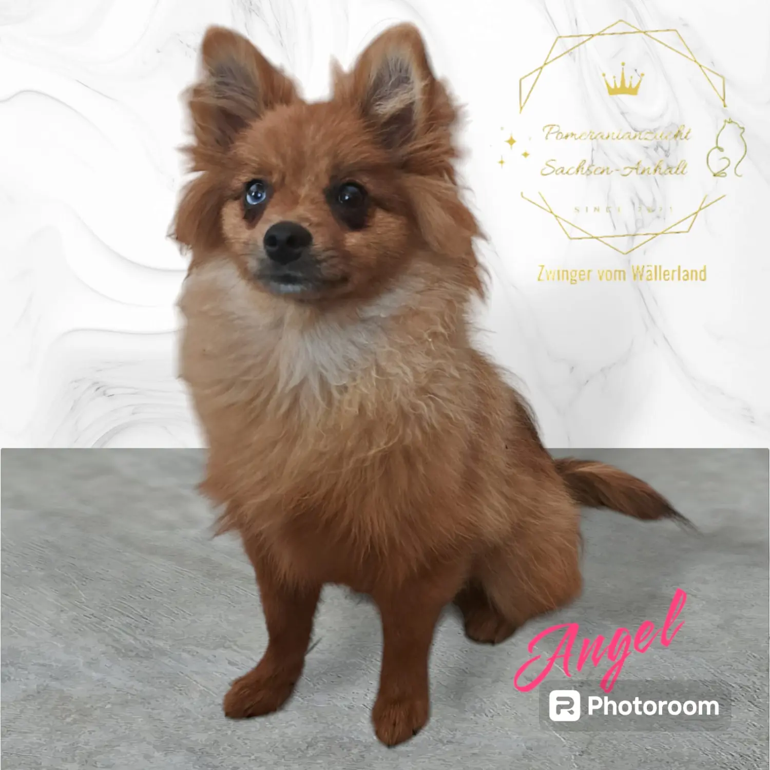 Pomeranianzucht - Hunderasse 