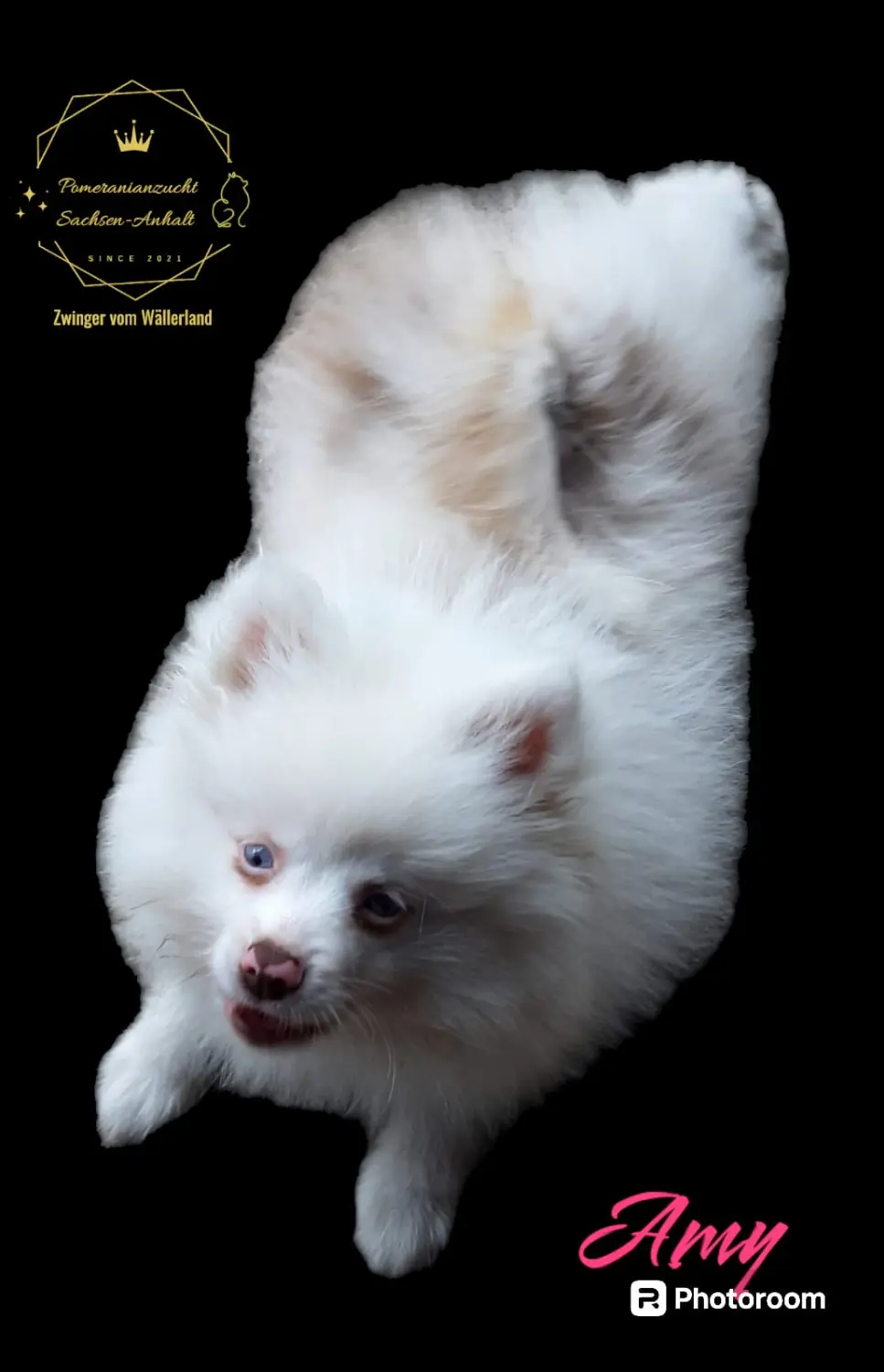 Pomeranianzucht - Hunderasse - Amy