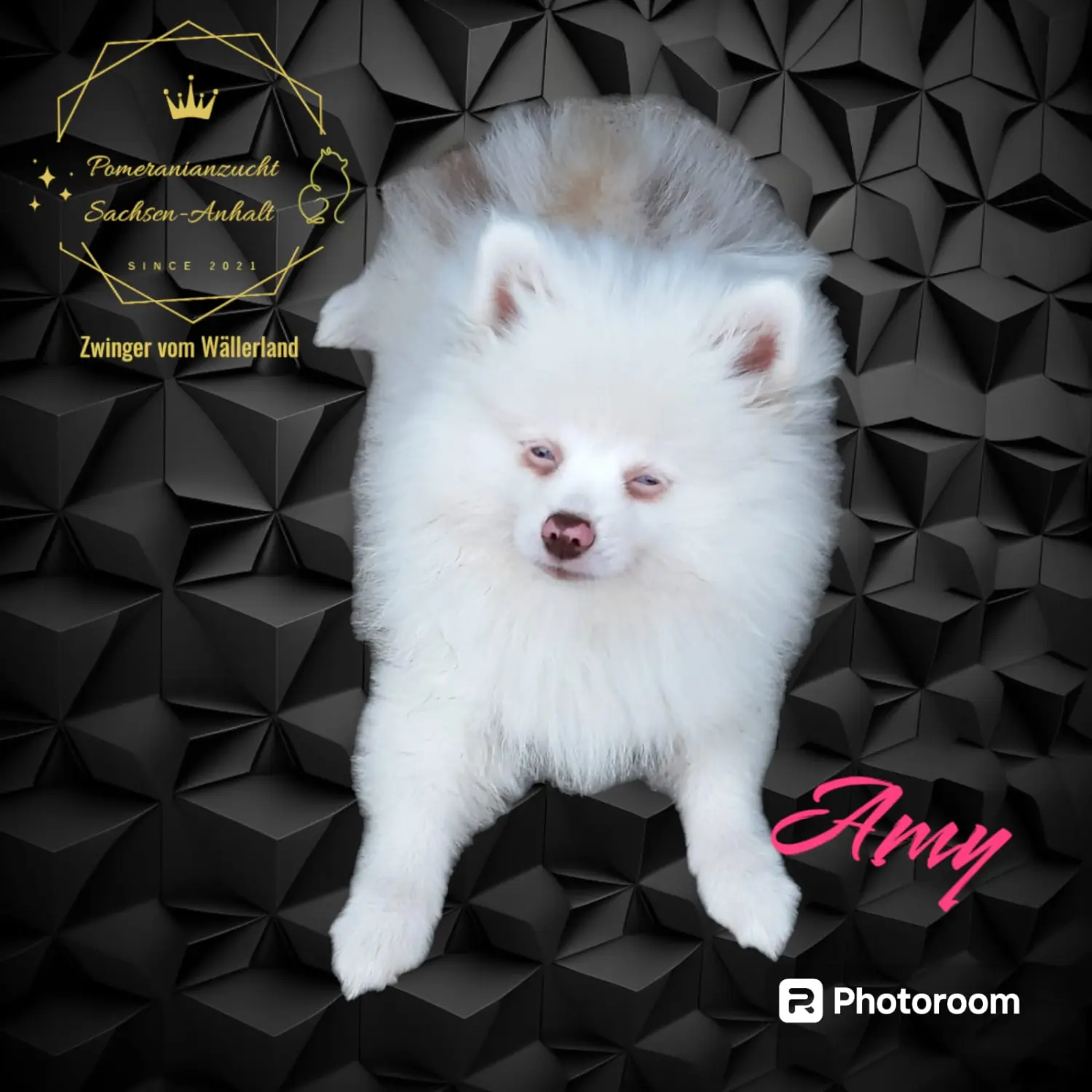 Pomeranianzucht - Hunderasse - Amy