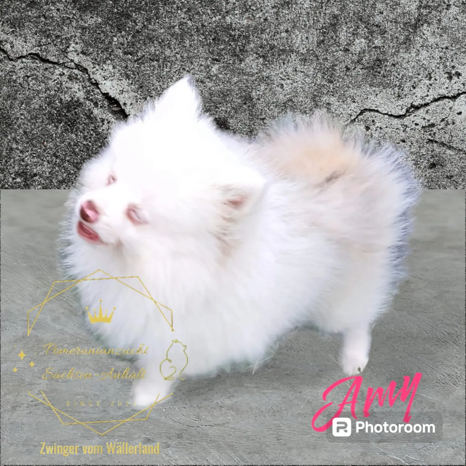 Pomeranianzucht - Hunderasse - Amy