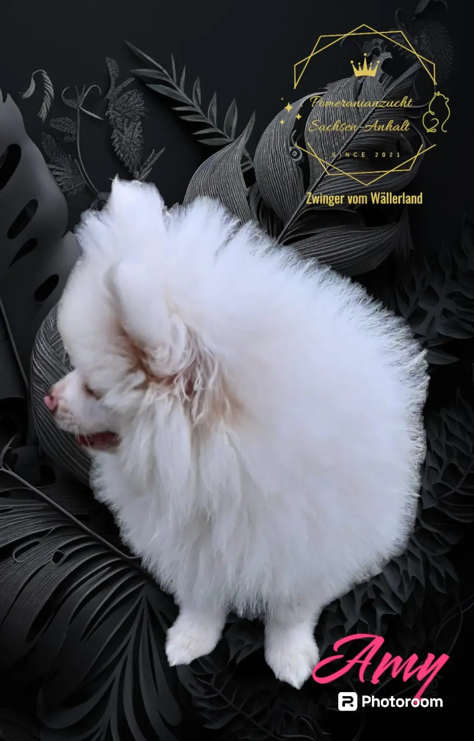 Pomeranianzucht - Hunderasse - Amy