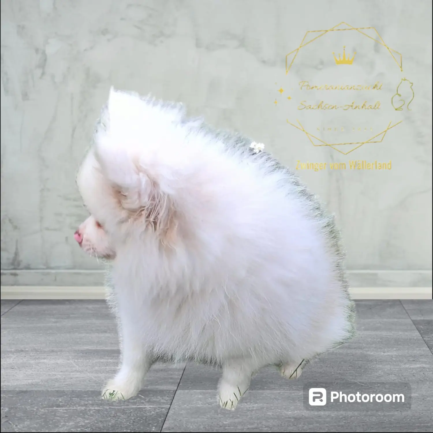 Pomeranianzucht - Hunderasse - Amy