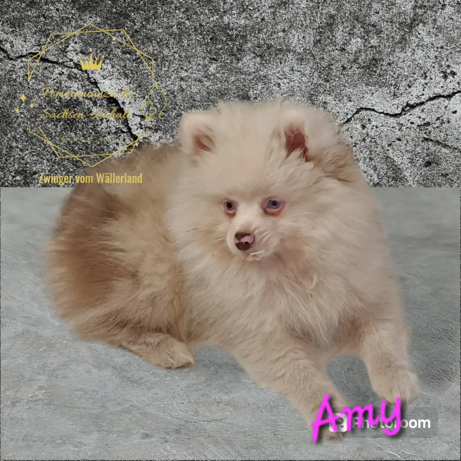 Pomeranianzucht - Hunderasse - Amy