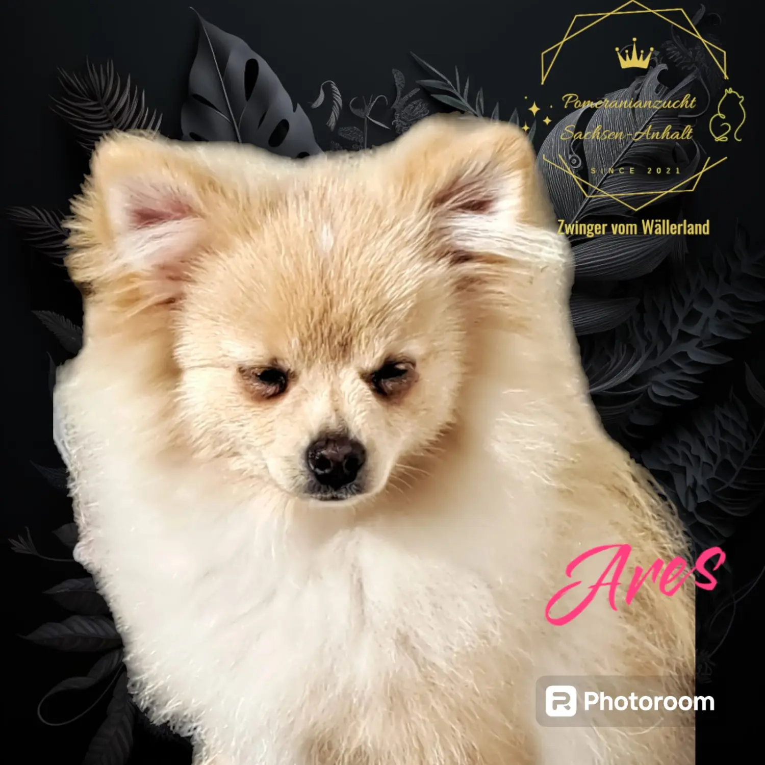 Pomeranianzucht - Hunderasse 