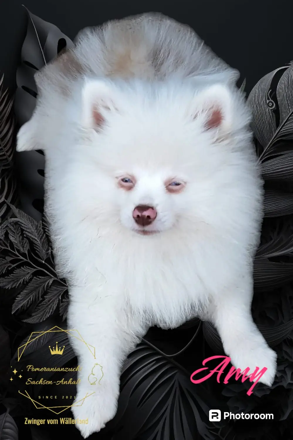 Pomeranianzucht - Hunderasse - Amy