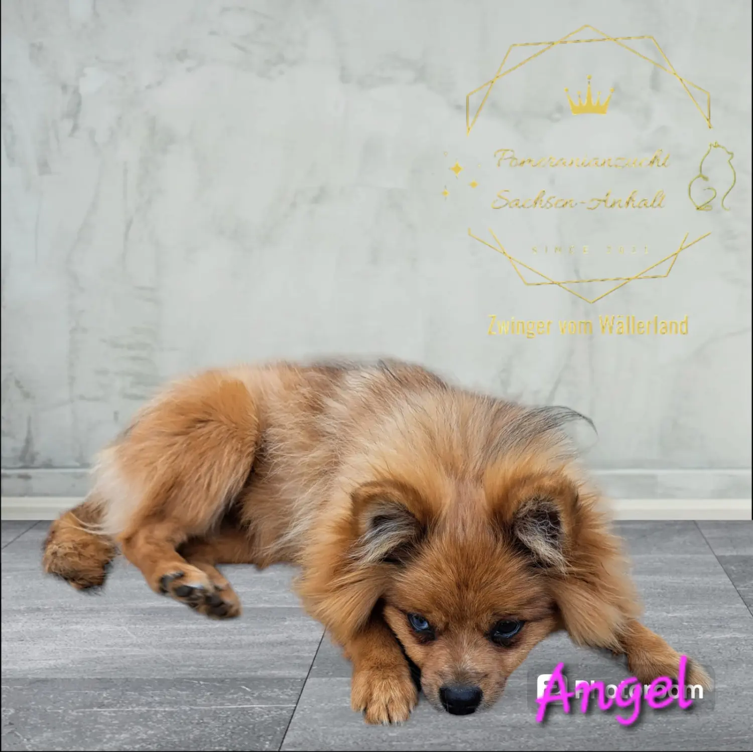 Pomeranianzucht - Hunderasse 