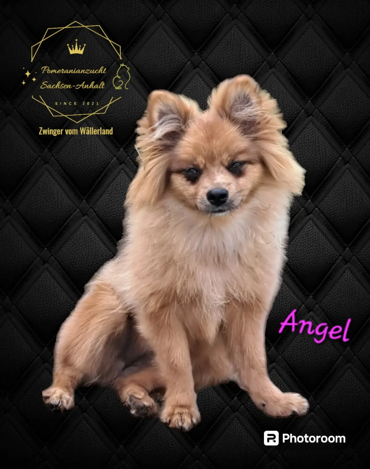 Pomeranianzucht - Hunderasse 