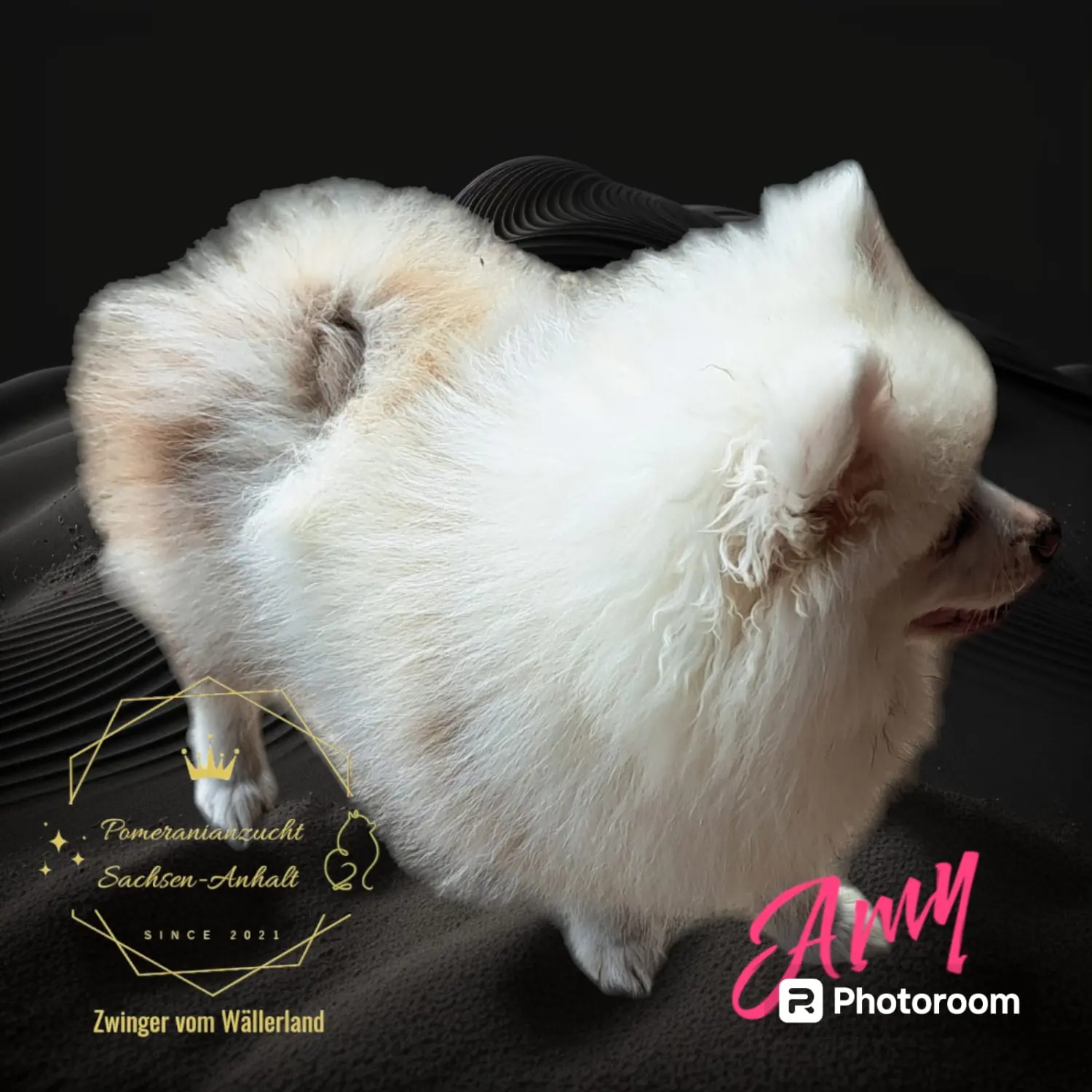 Pomeranianzucht - Hunderasse - Amy