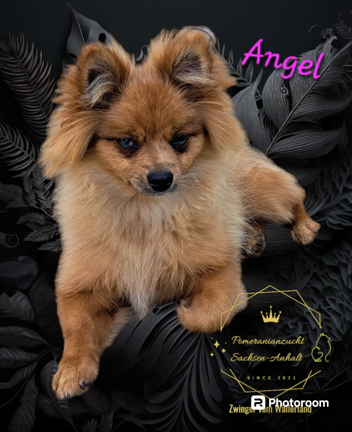 Pomeranianzucht - Hunderasse 