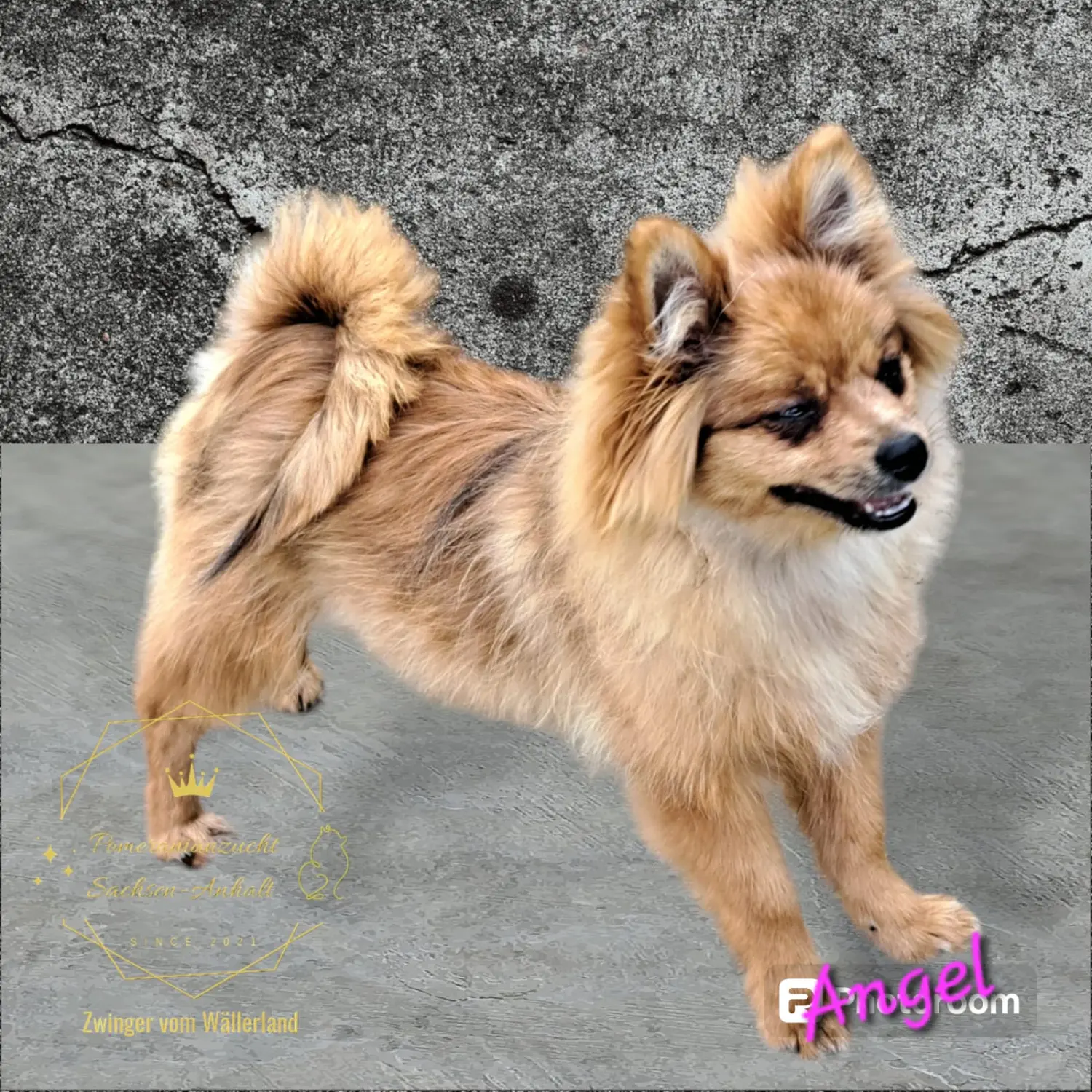 Pomeranianzucht - Hunderasse 