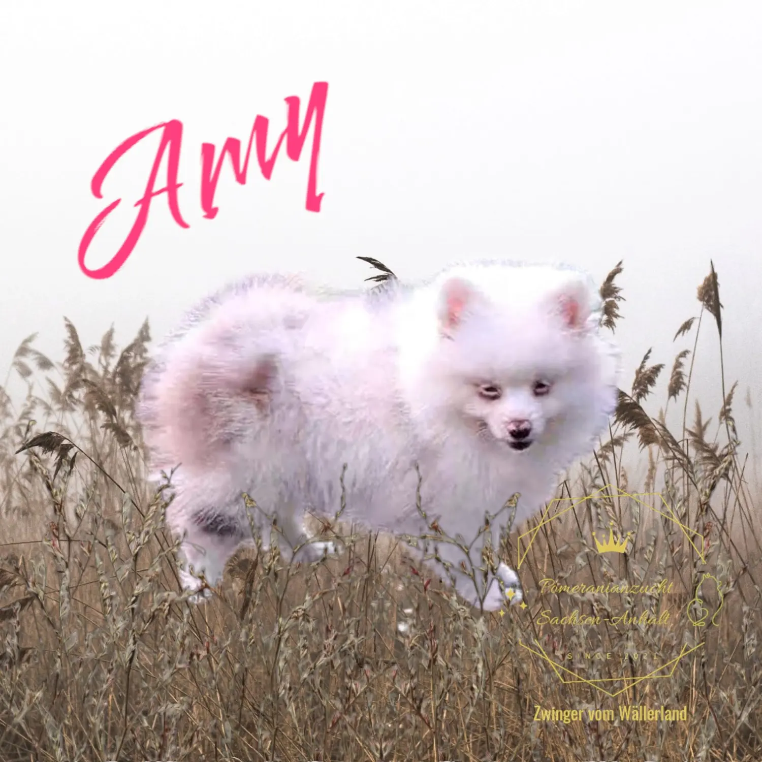 Pomeranianzucht - Hunderasse - Amy