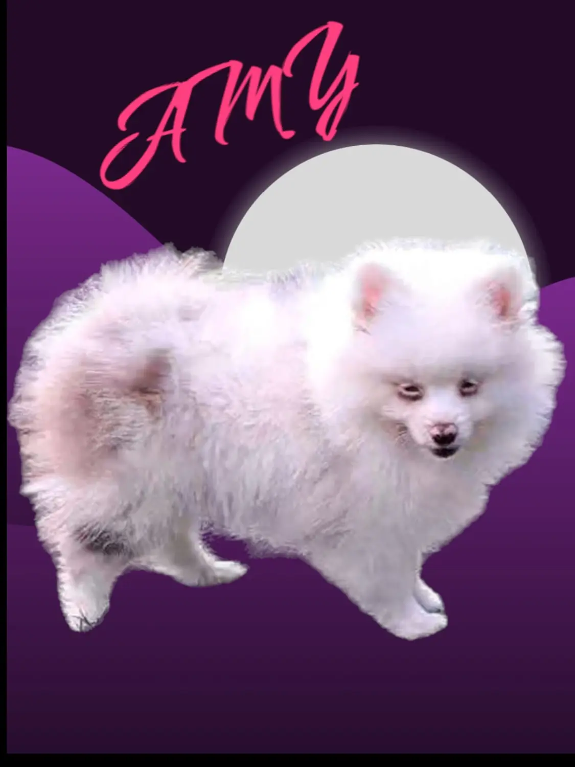 Pomeranianzucht - Hunderasse - Amy