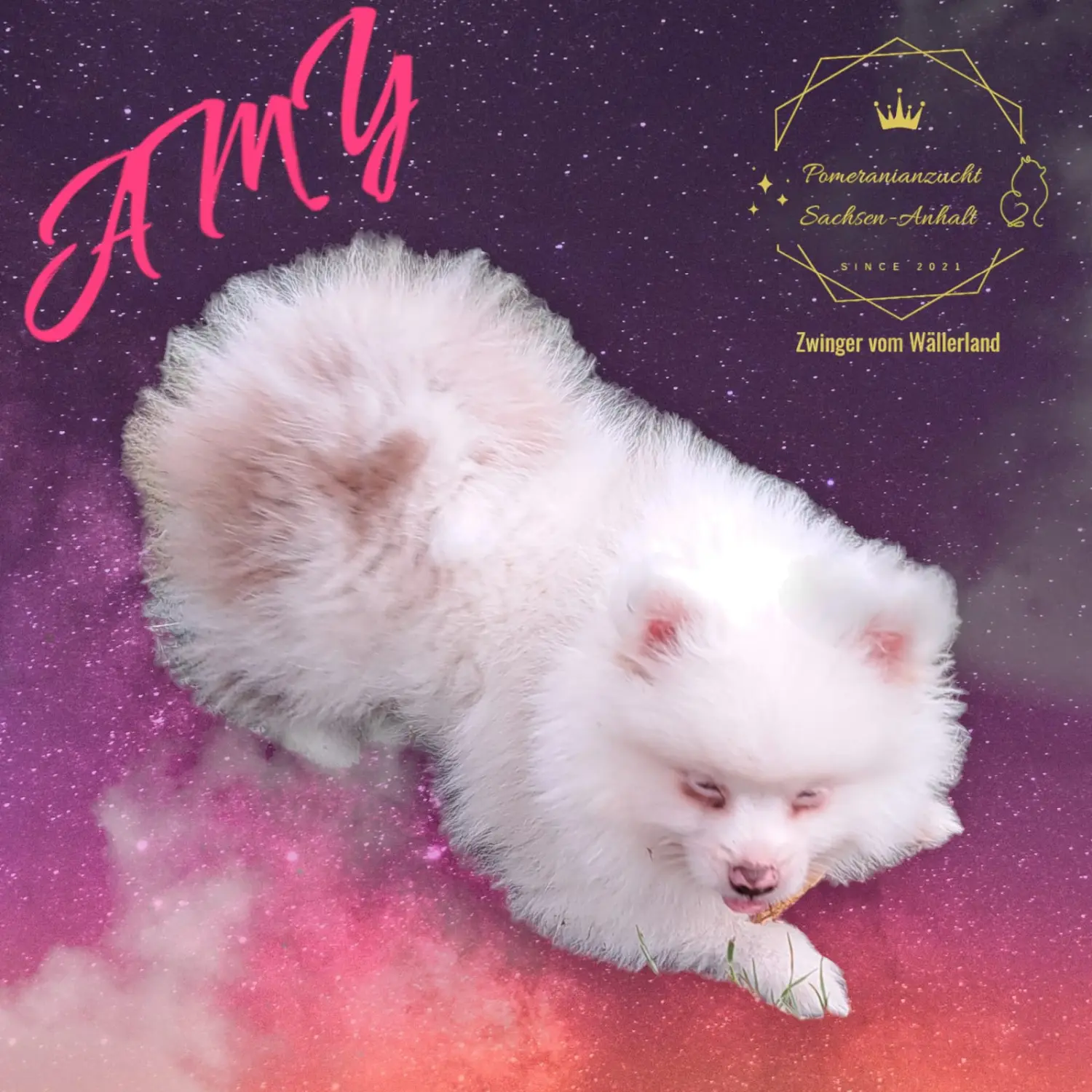 Pomeranianzucht - Hunderasse - Amy