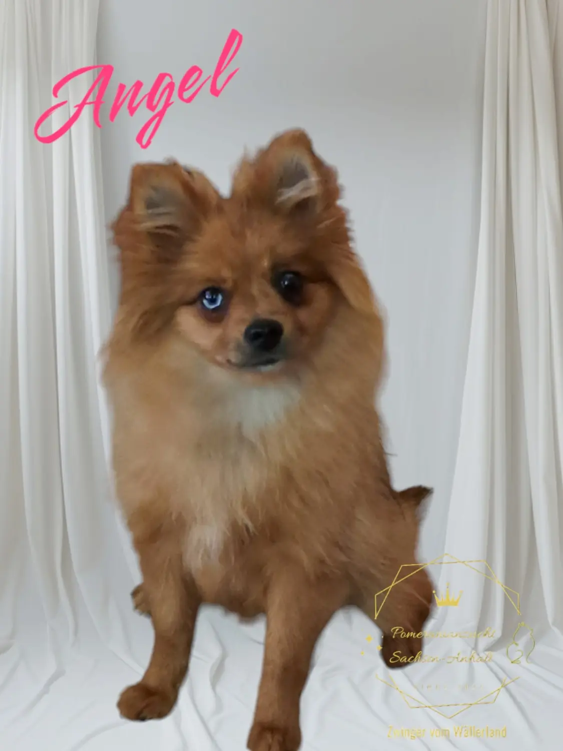 Pomeranianzucht - Hunderasse 