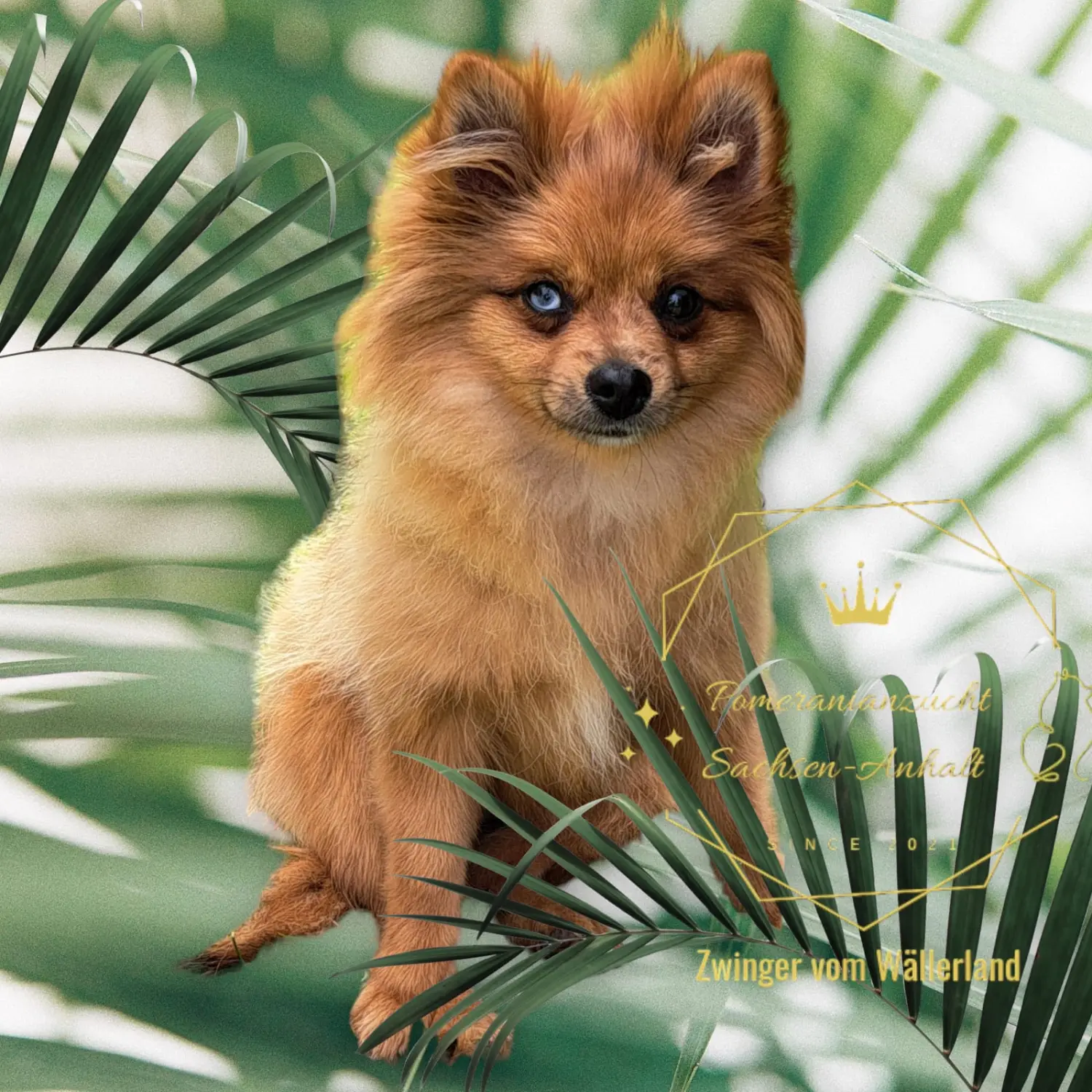 Pomeranianzucht - Hunderasse 