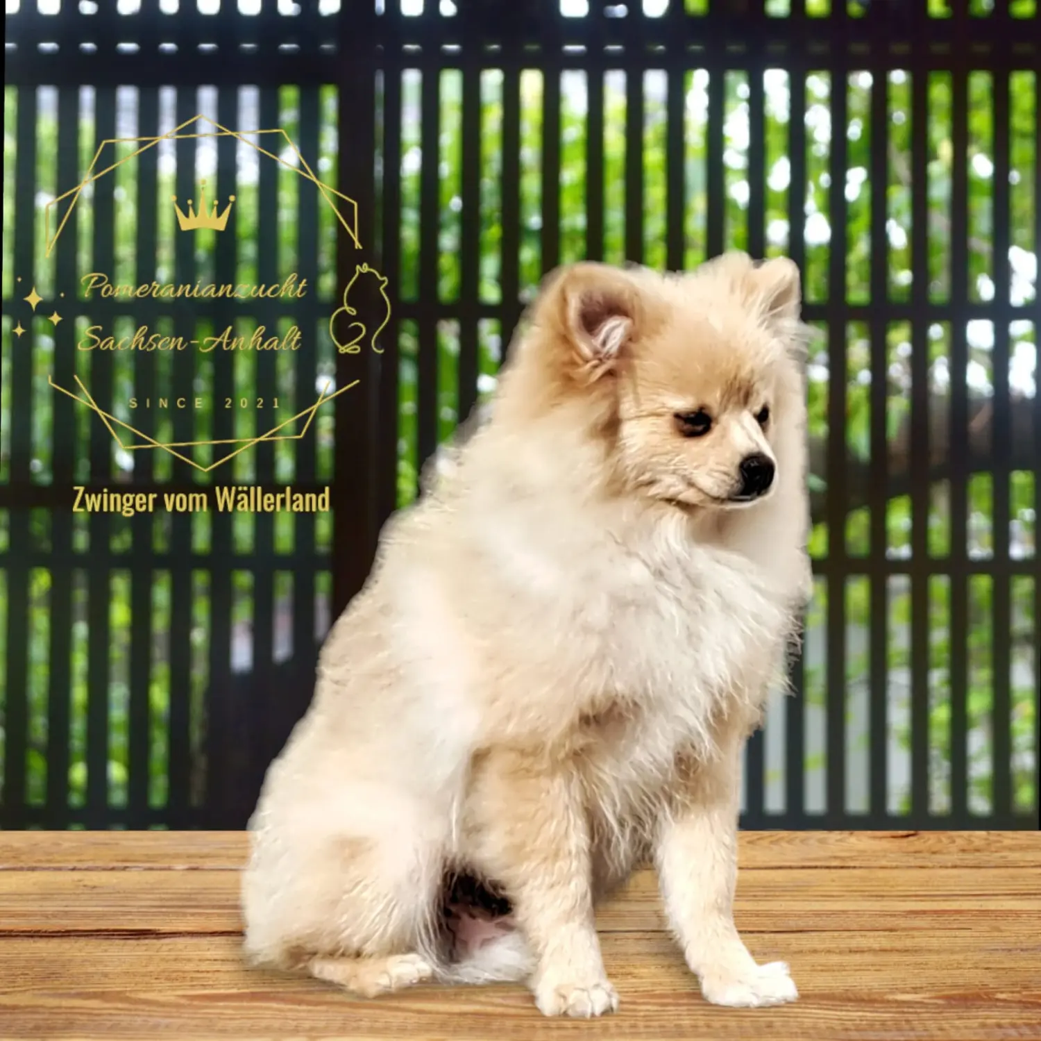 Pomeranianzucht - Hunderasse 