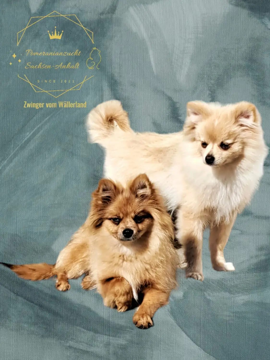 Pomeranianzucht - Hunderasse - Paare