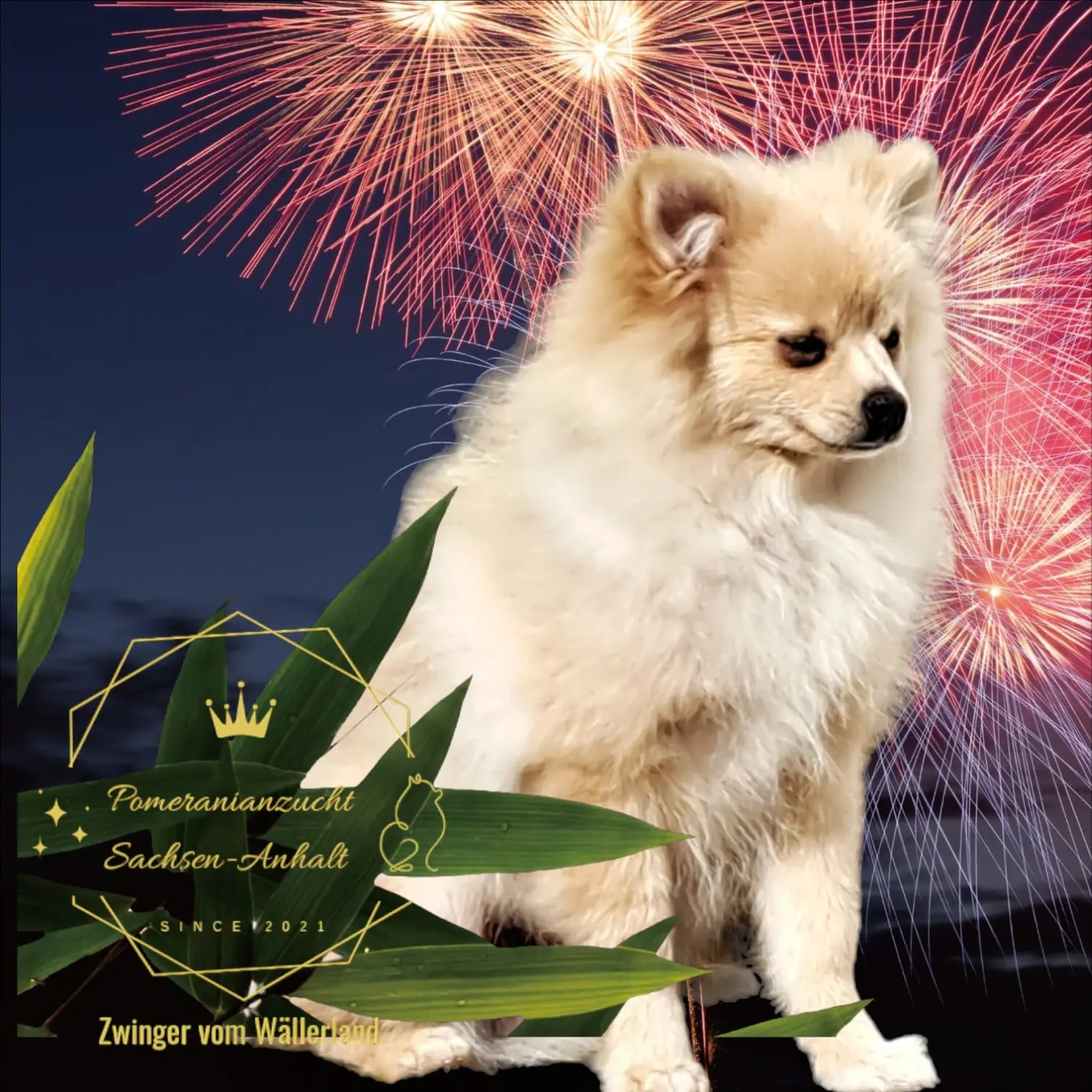 Pomeranianzucht - Hunderasse 