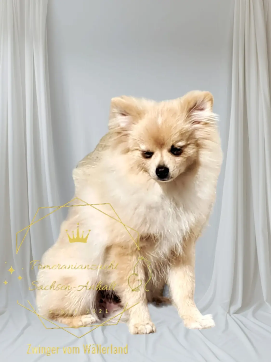 Pomeranianzucht - Hunderasse 