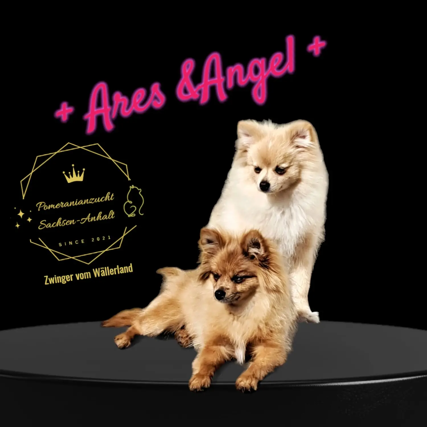 Pomeranianzucht - Hunderasse - Paare