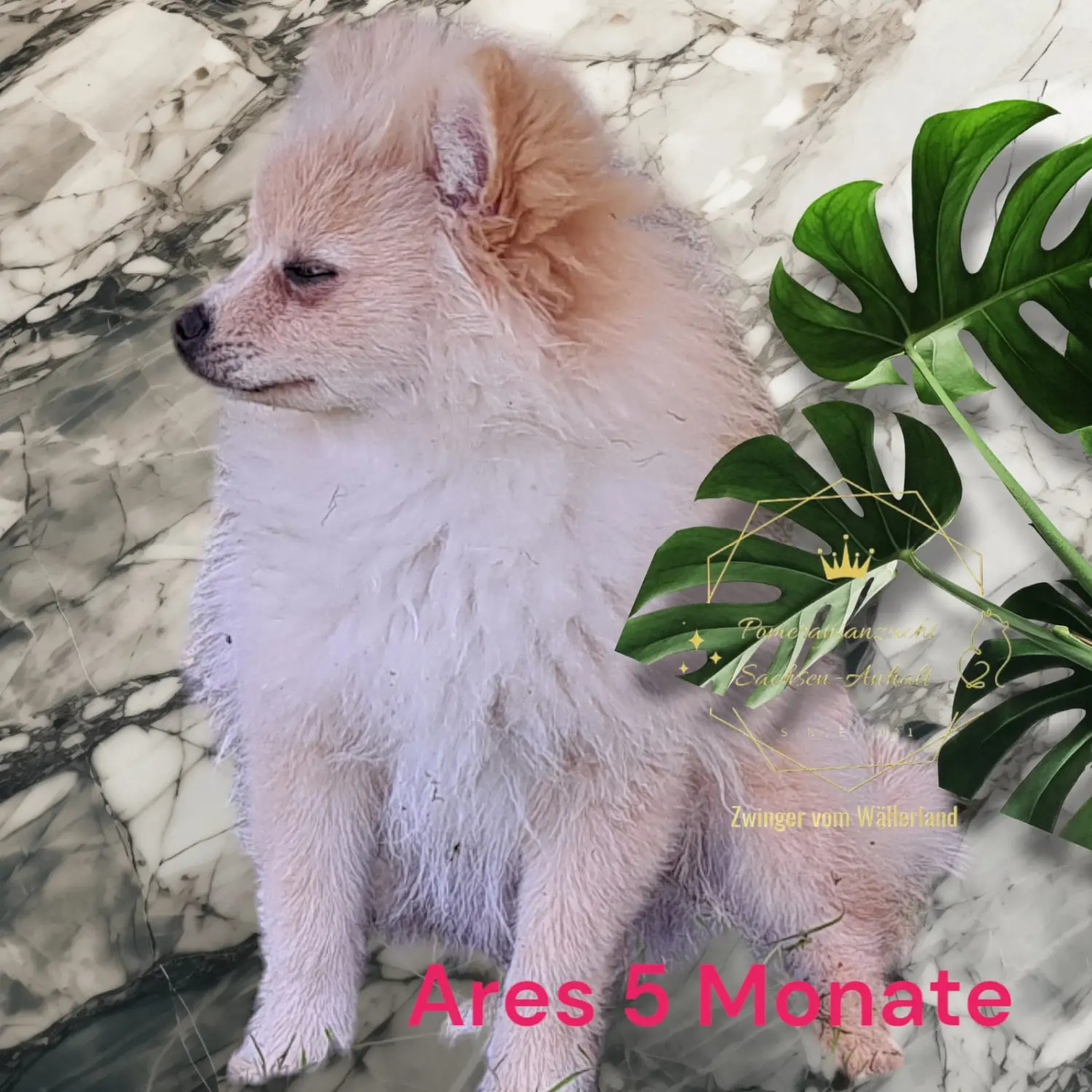 Pomeranianzucht - Hunderasse 