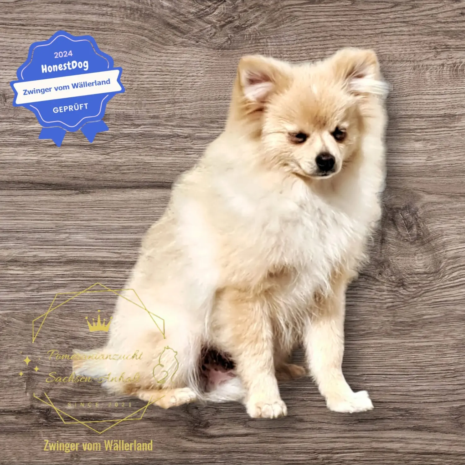 Pomeranianzucht - Hunderasse 