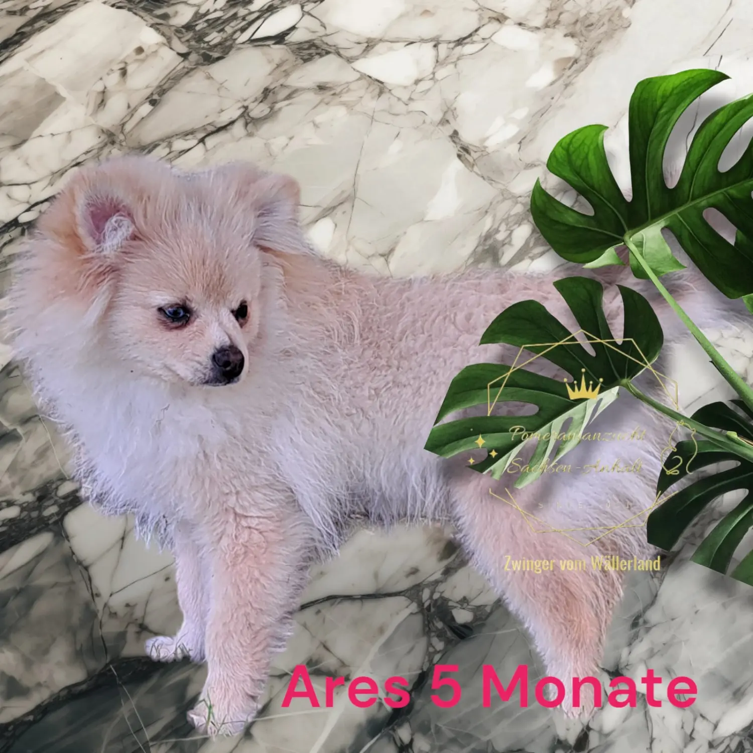 Pomeranianzucht - Hunderasse 