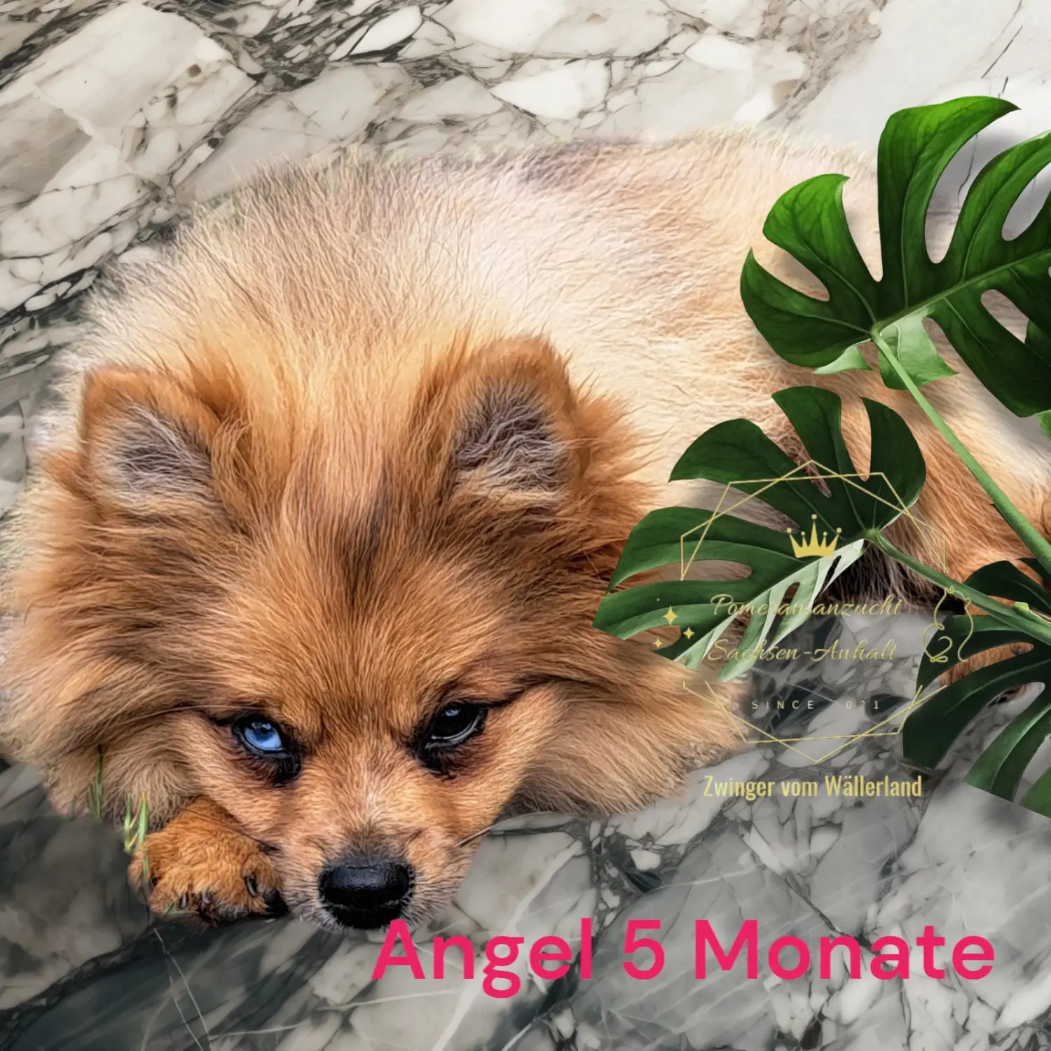 Pomeranianzucht - Hunderasse 