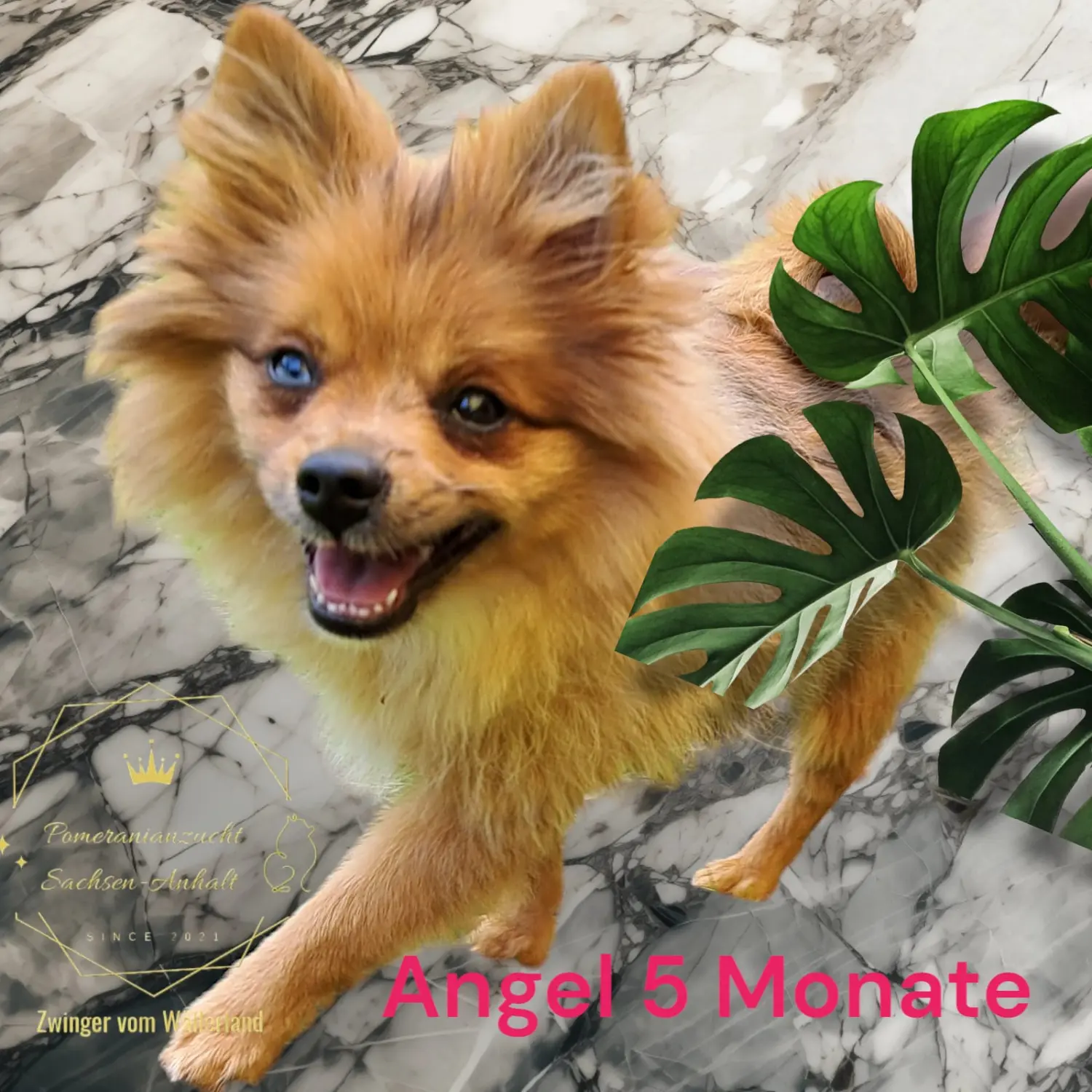 Pomeranianzucht - Hunderasse 