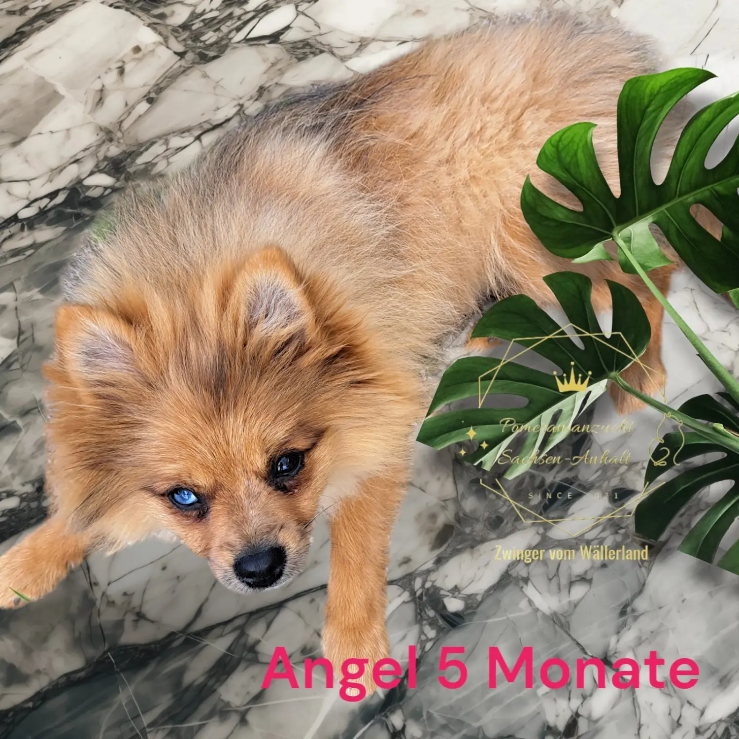 Pomeranianzucht - Hunderasse 