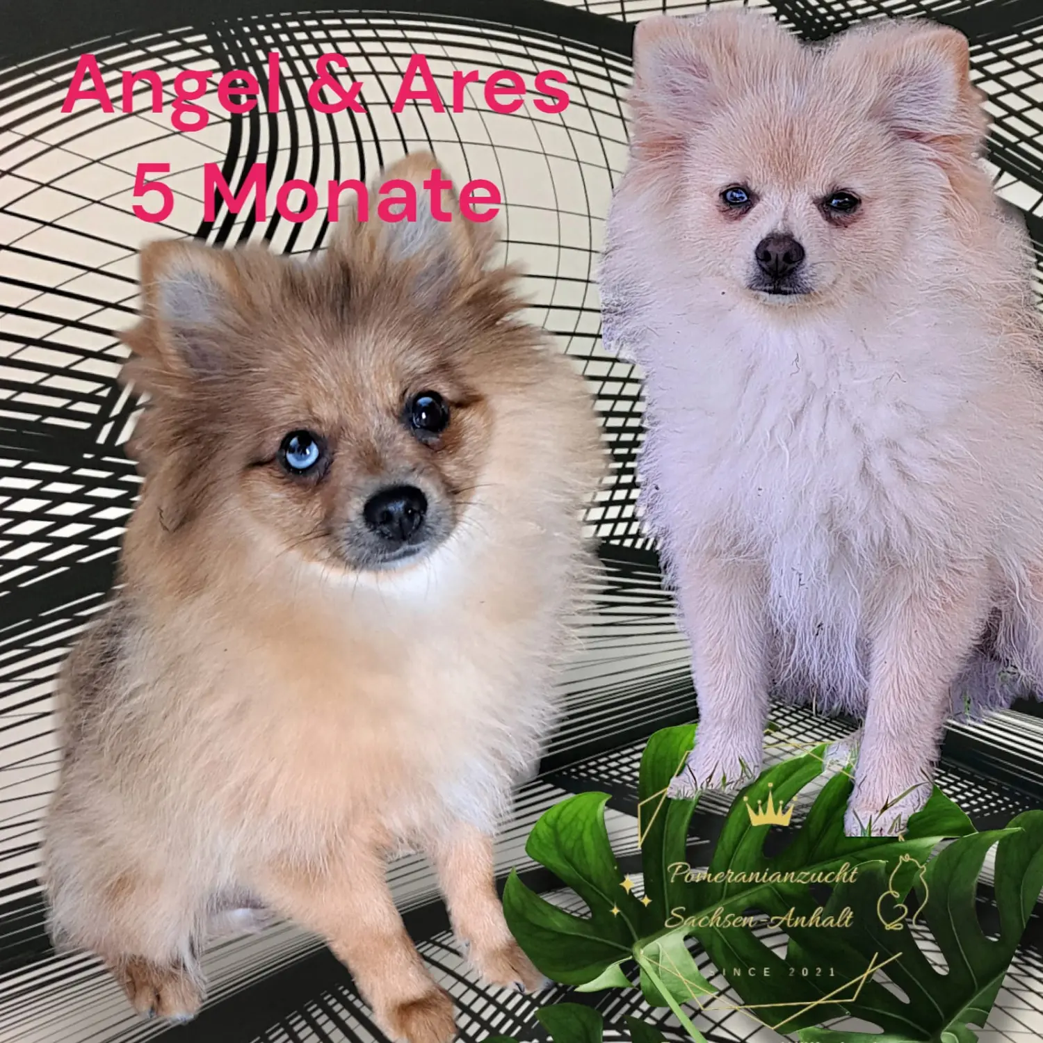 Pomeranianzucht - Hunderasse - Paare