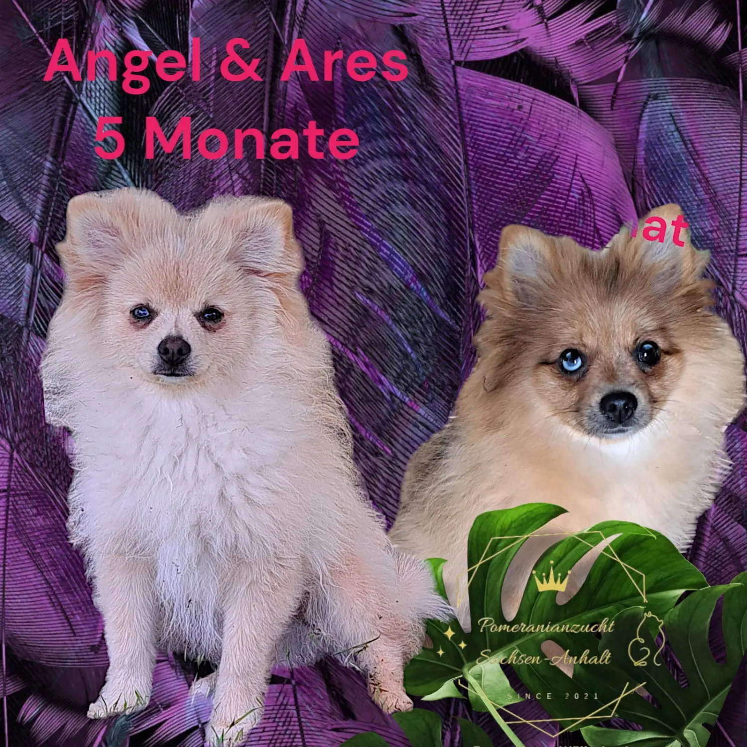 Pomeranianzucht - Hunderasse - Paare