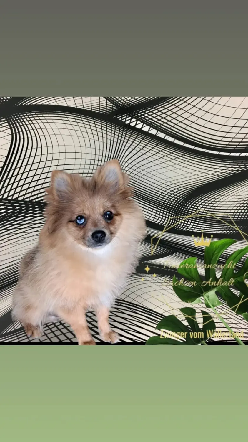 Pomeranianzucht - Hunderasse 