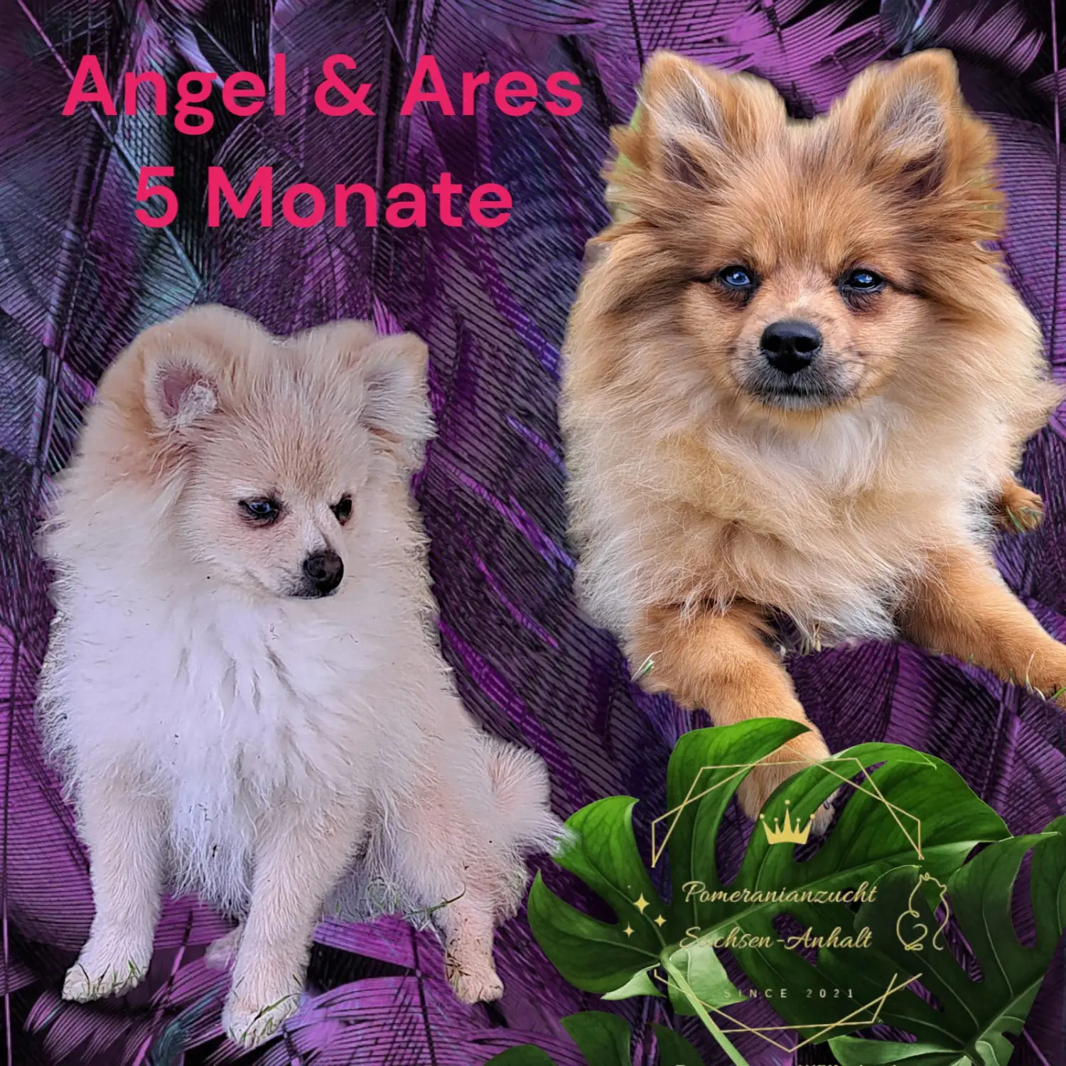 Pomeranianzucht - Hunderasse - Paare