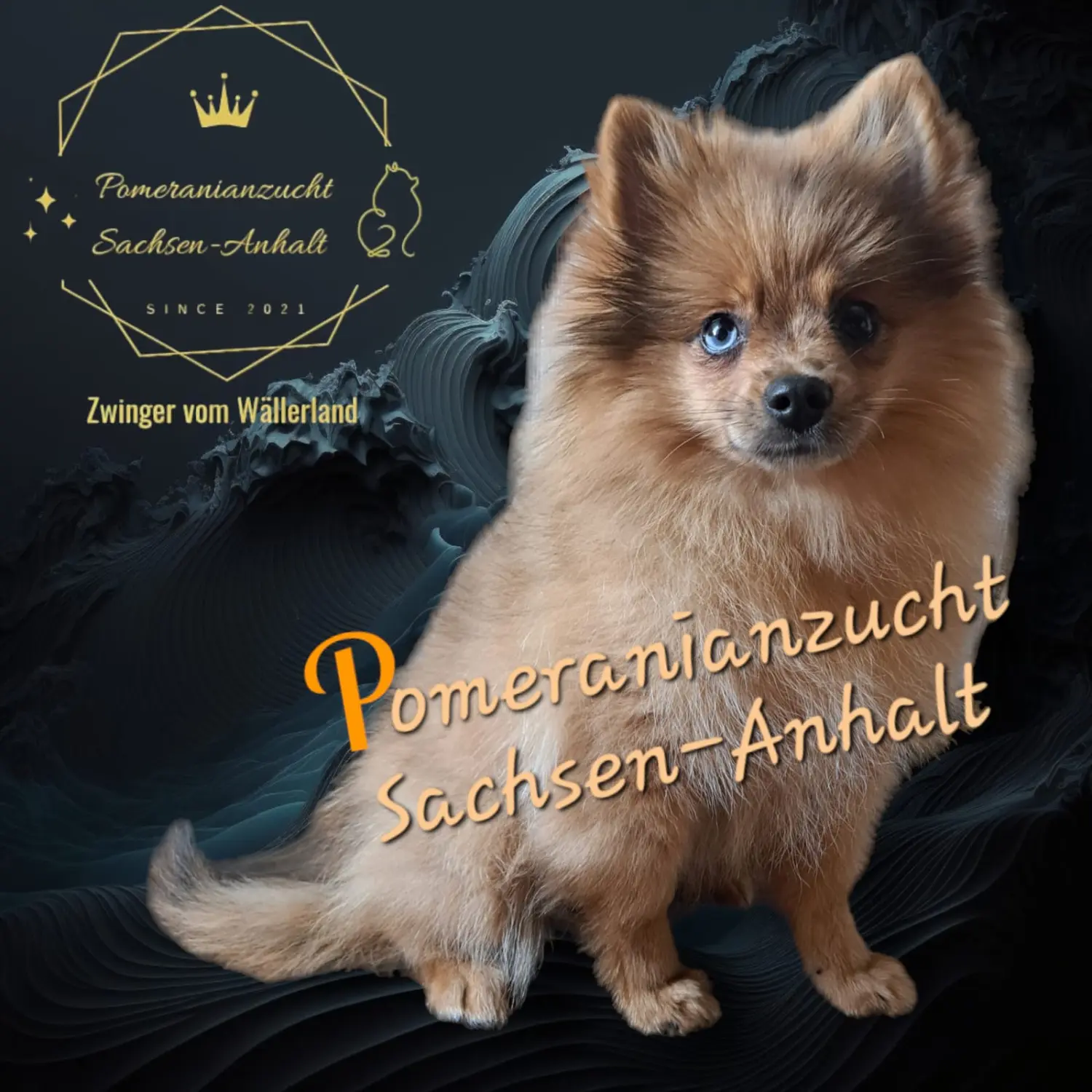 Pomeranianzucht - Hunderasse 